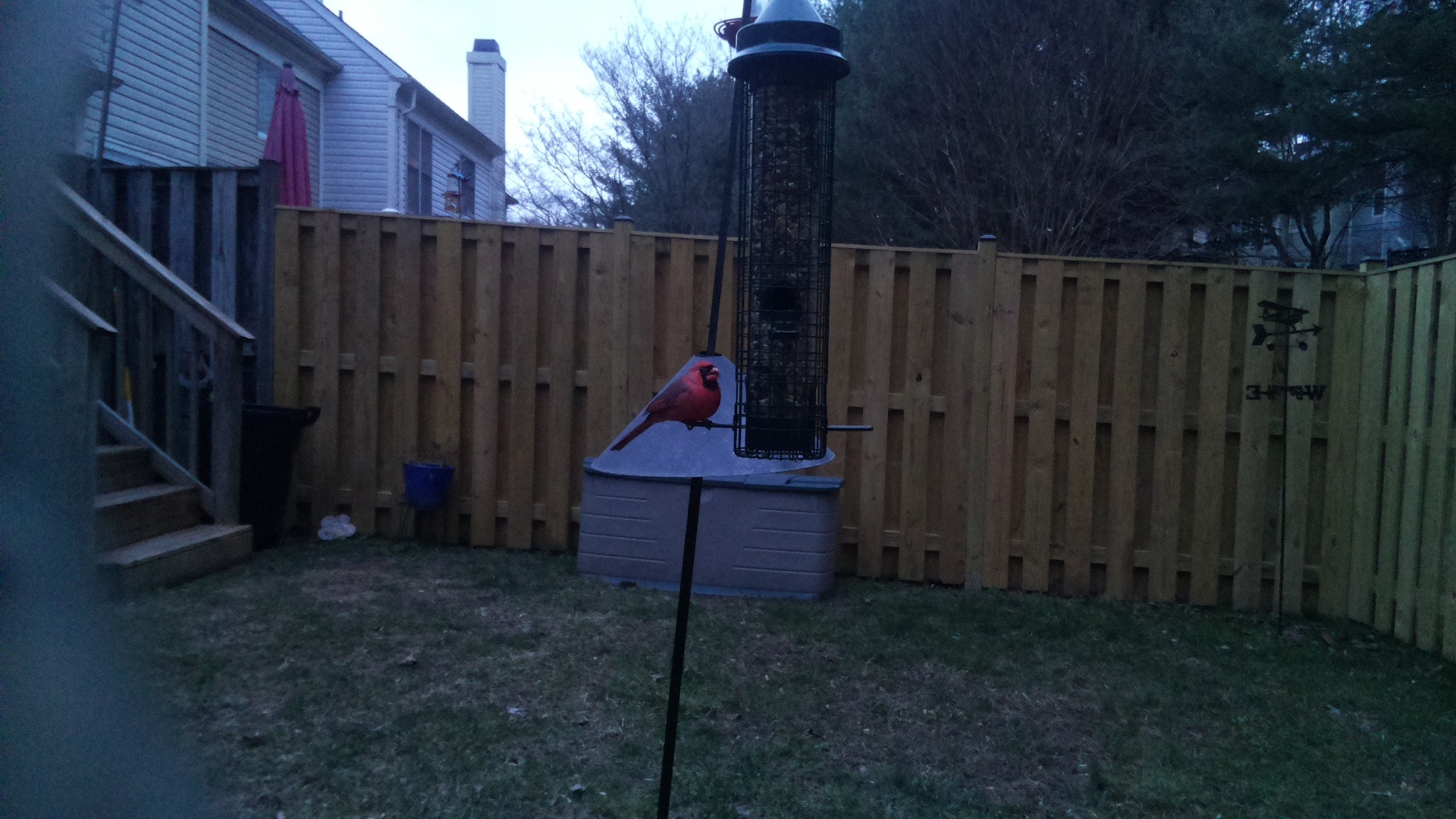 Northern Cardinal