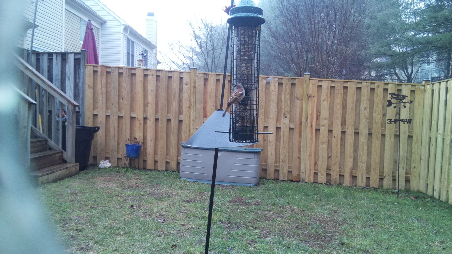 Rose Breasted Cockatoo