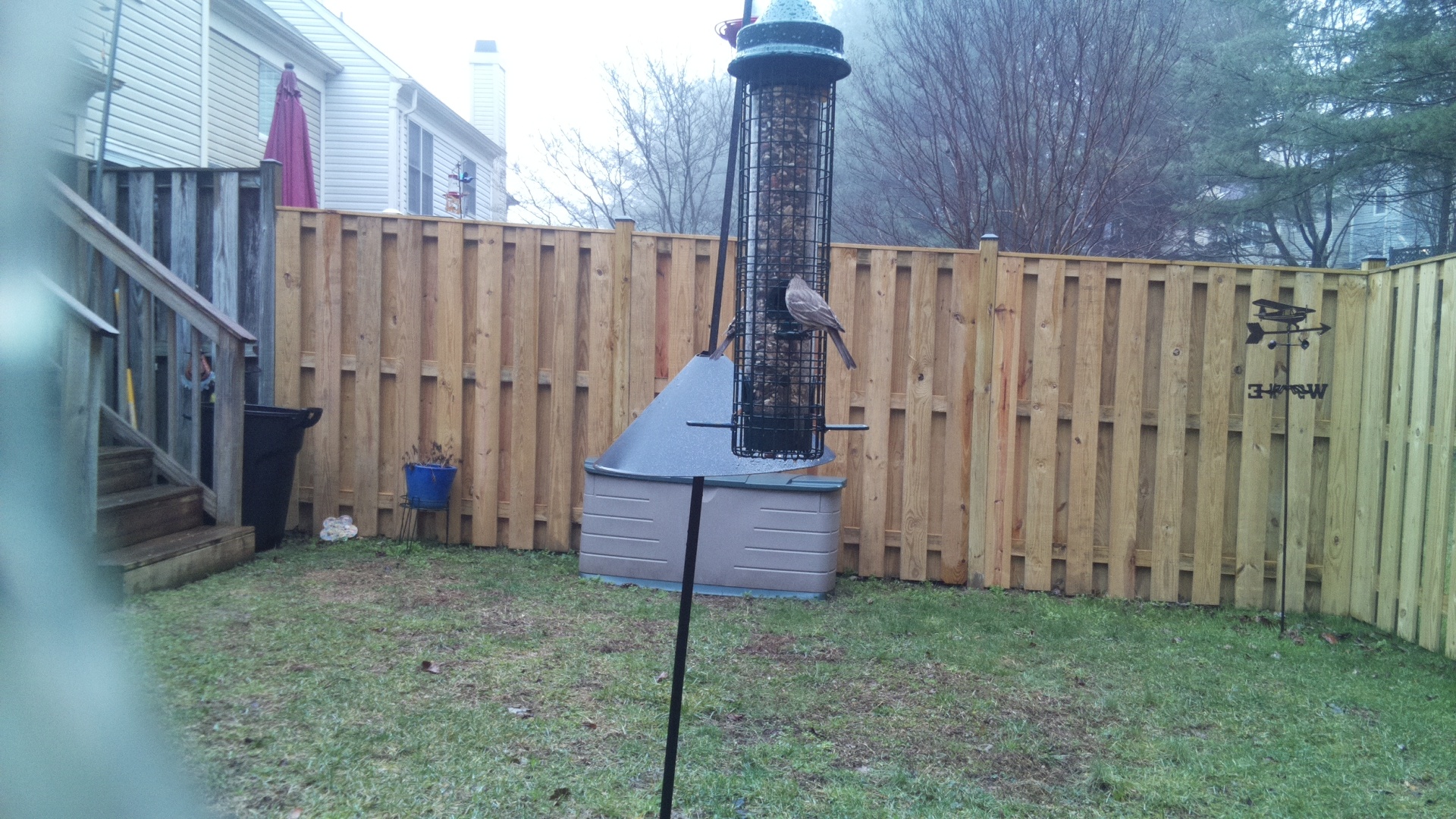 Rose Breasted Cockatoo
