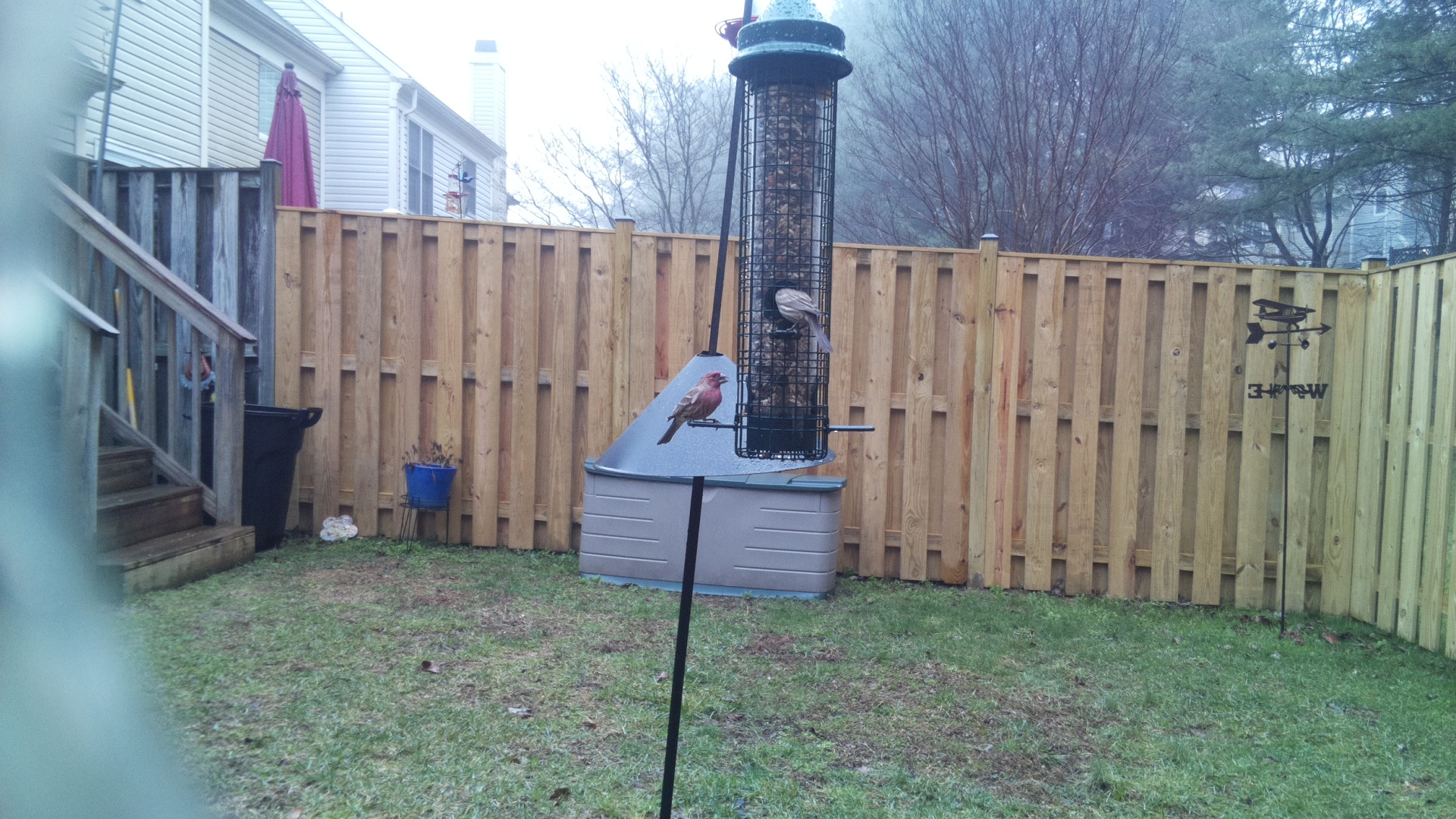 House Finch