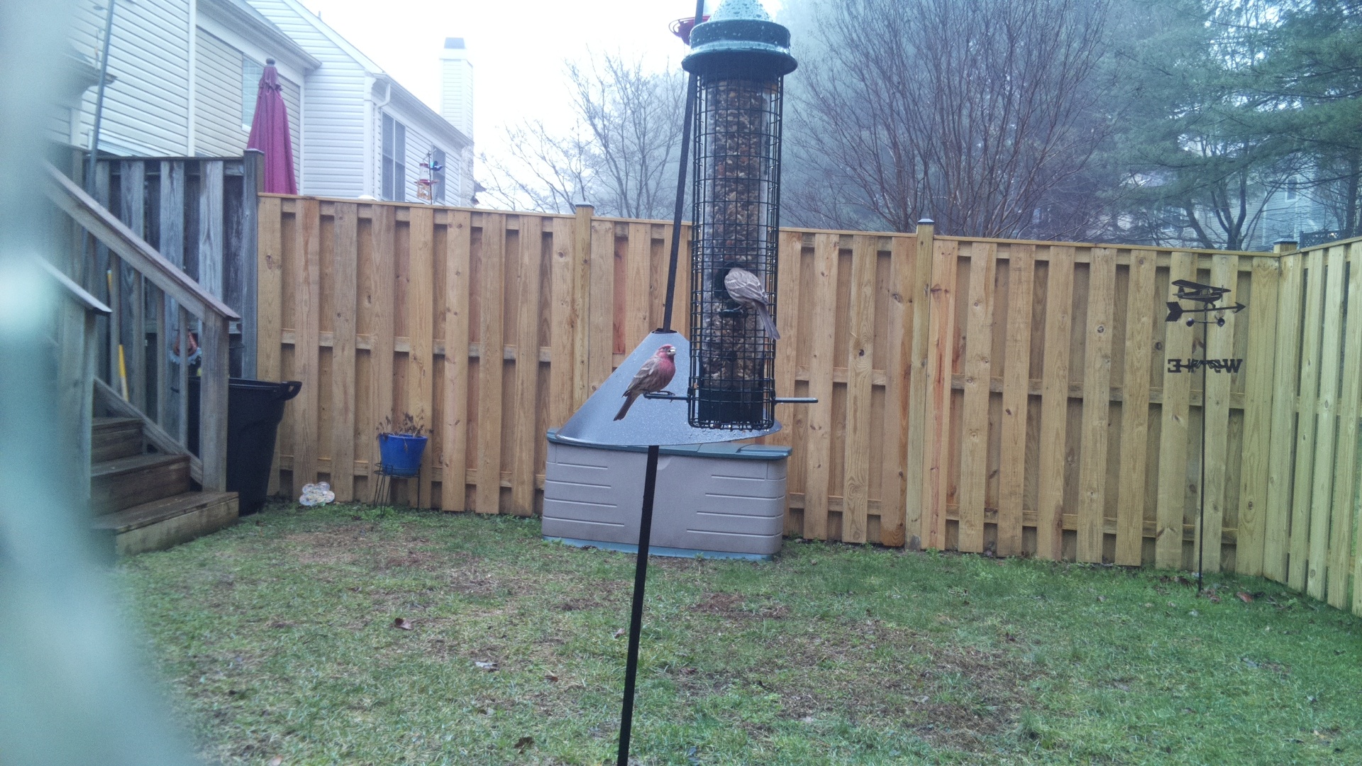 House Finch