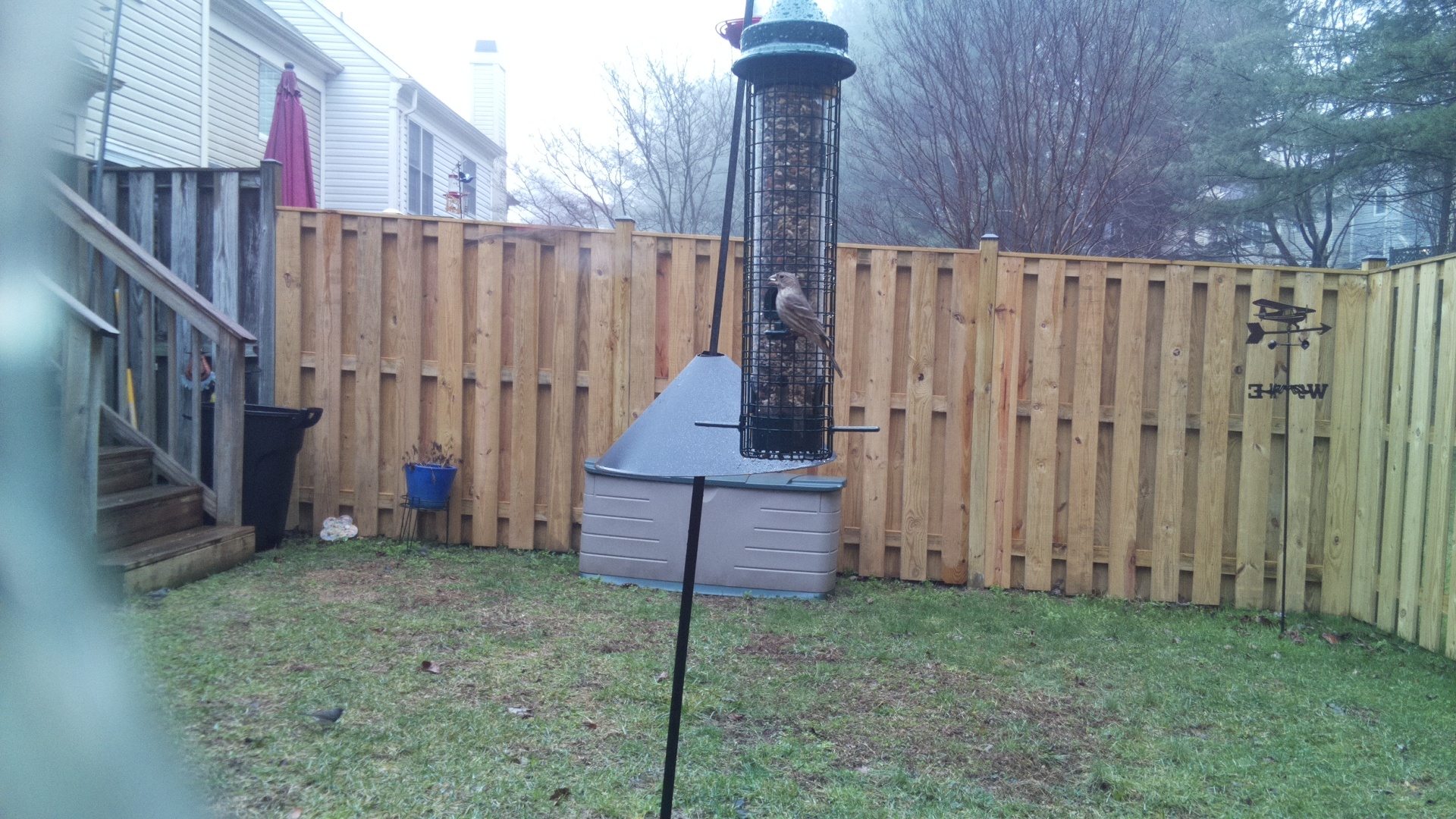 Brown Headed Cowbird