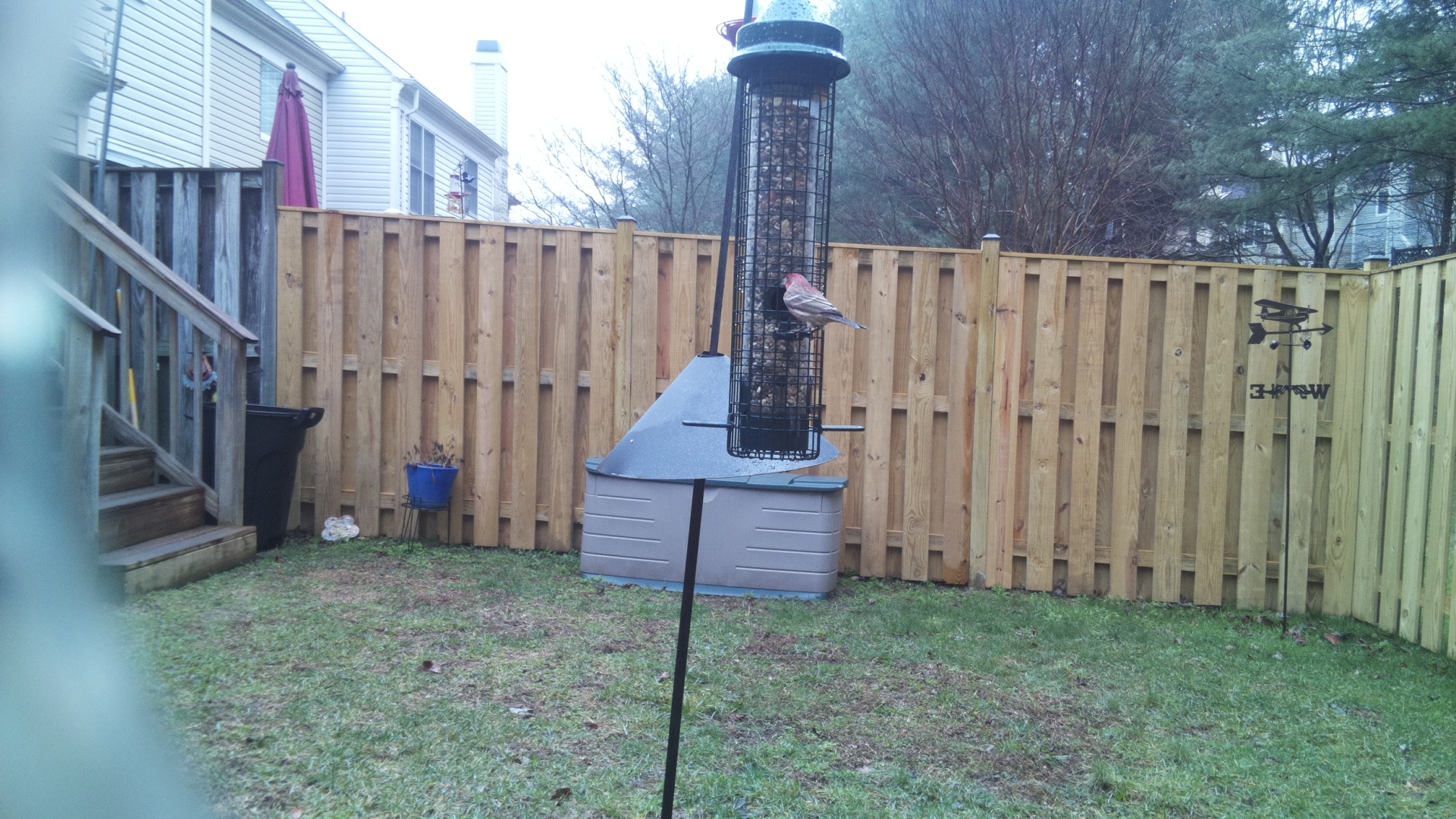 Rose Breasted Cockatoo