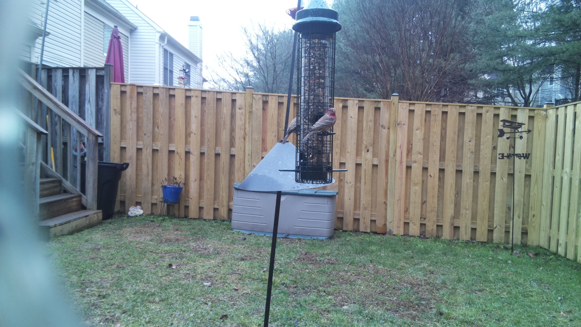 House Finch