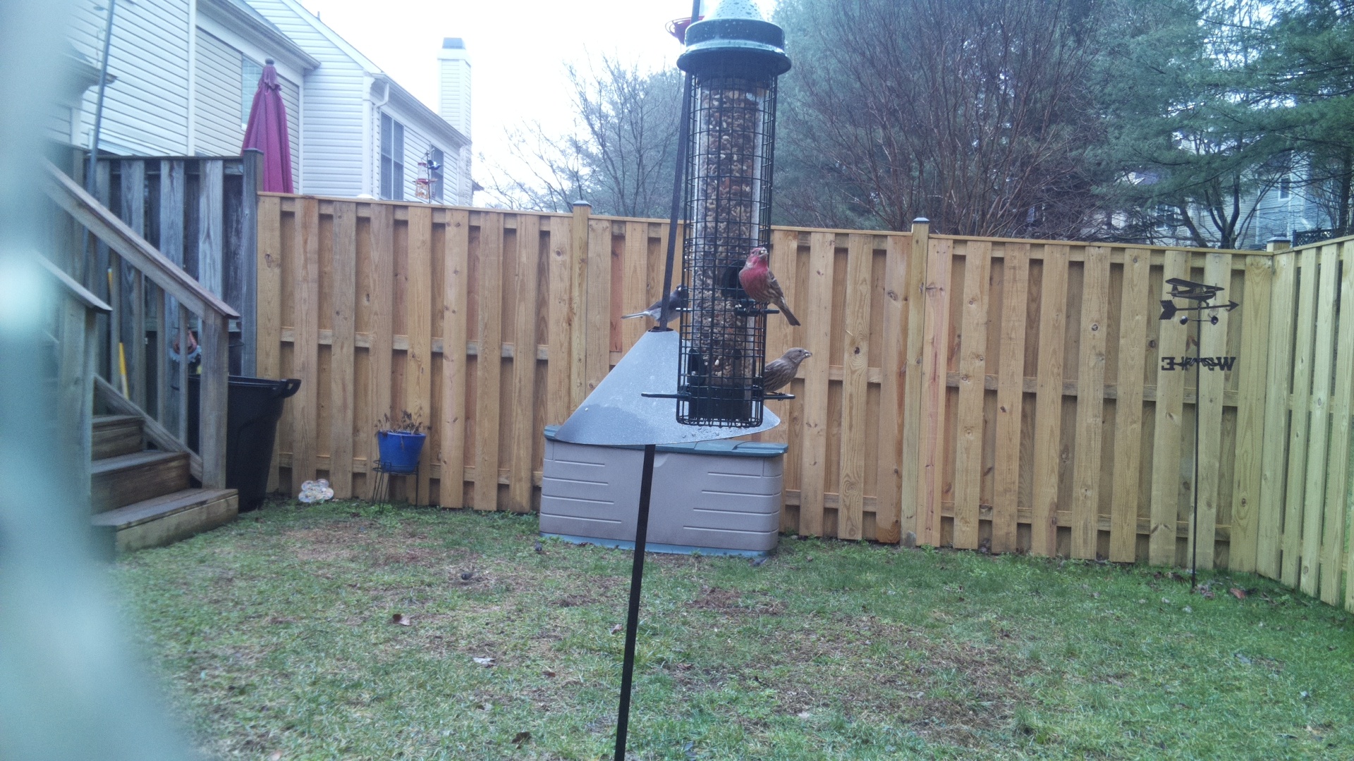Rose Breasted Cockatoo