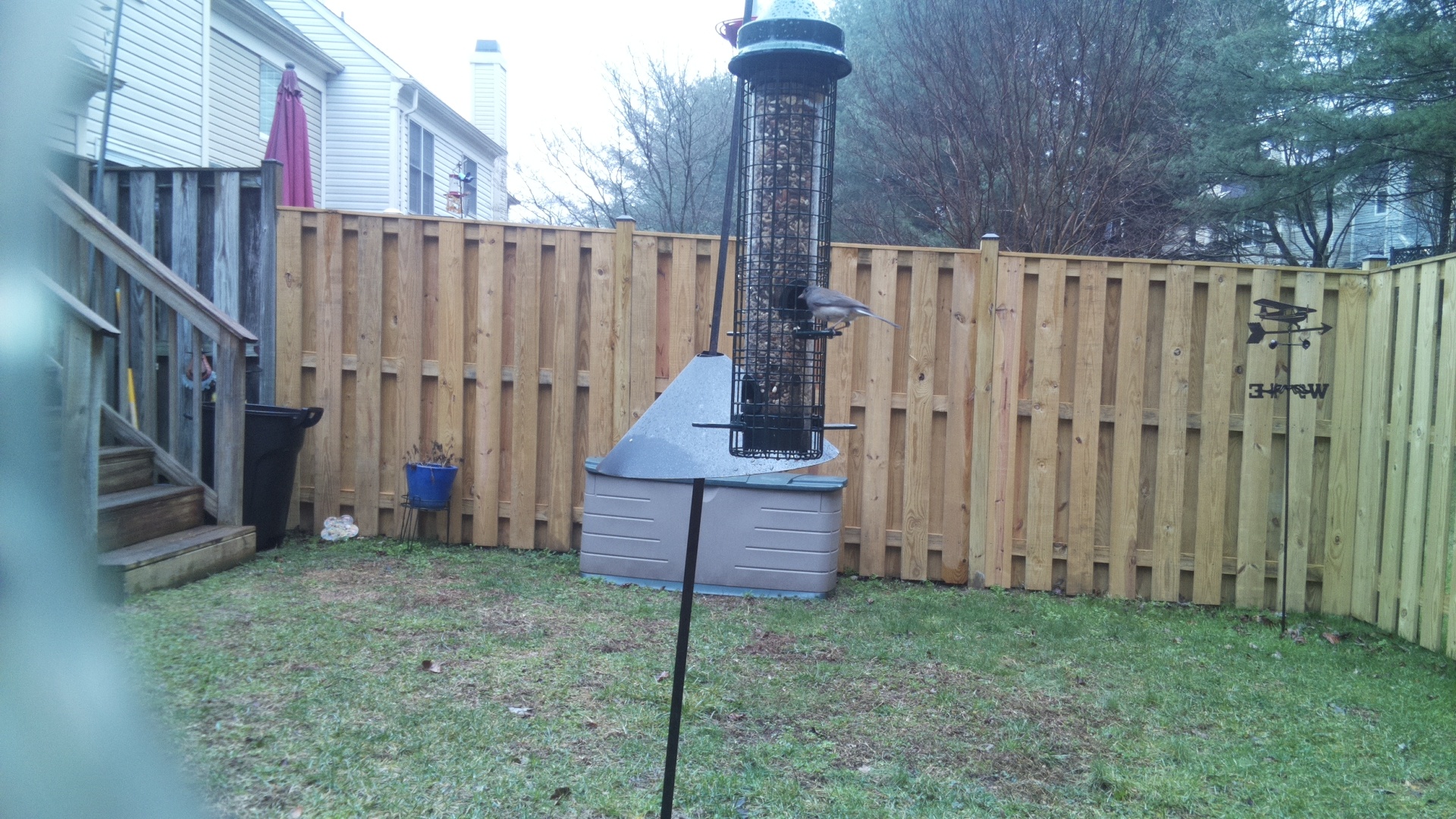 Blue Gray Gnatcatcher