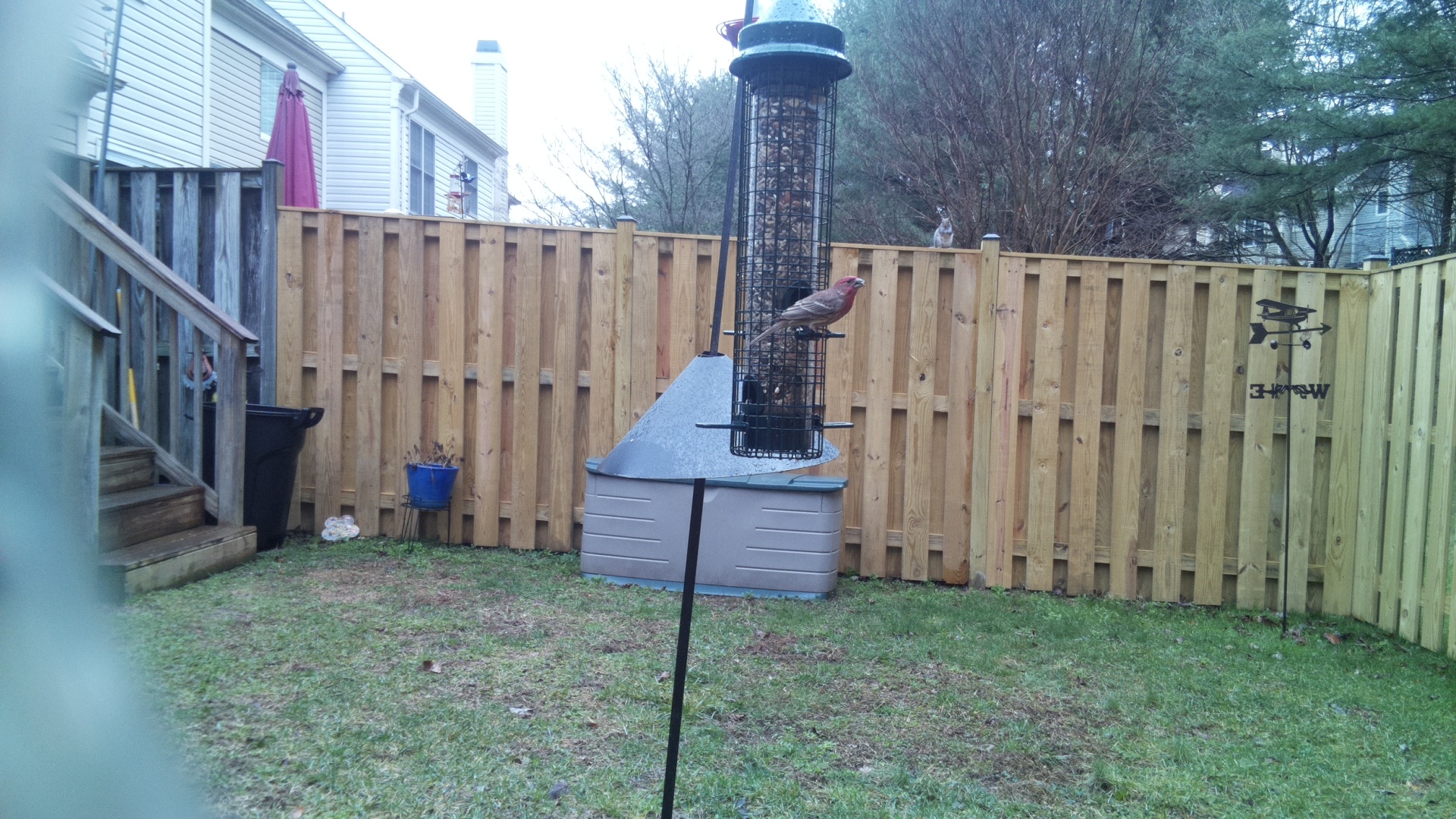 House Finch