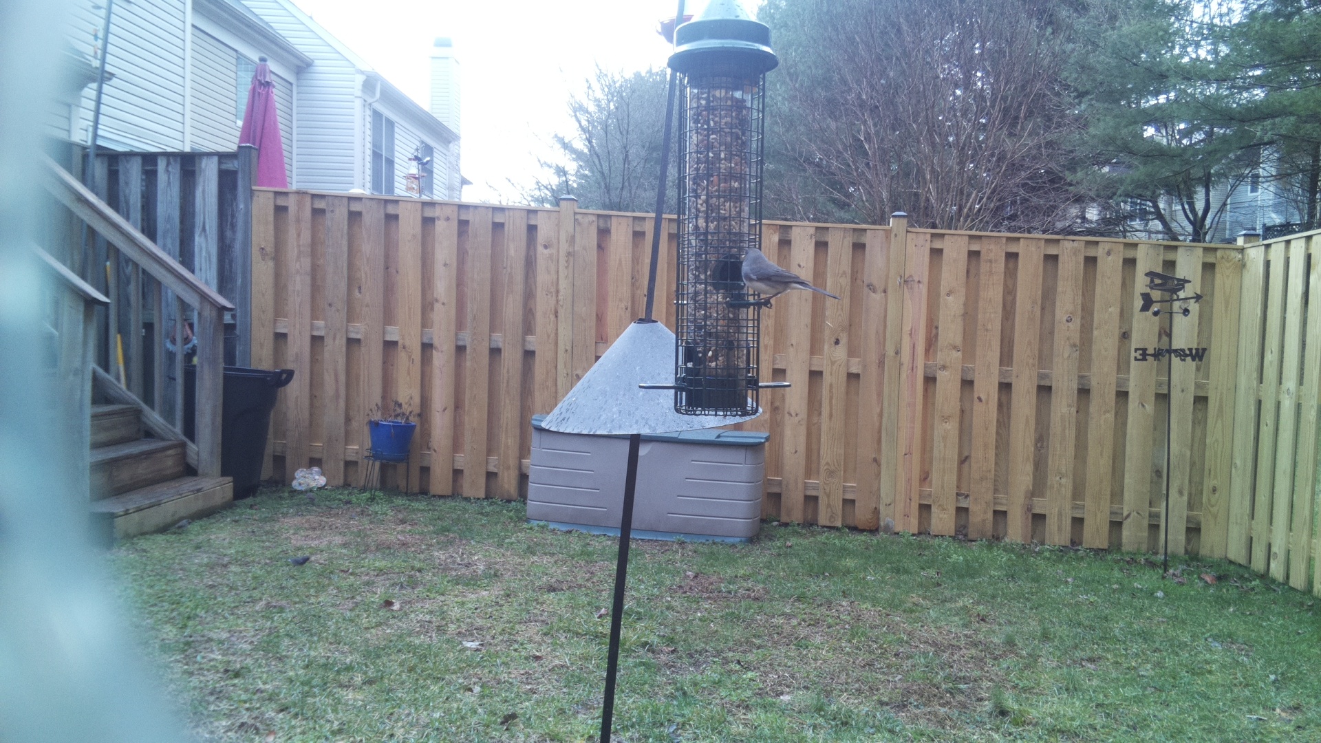 Blue Gray Gnatcatcher