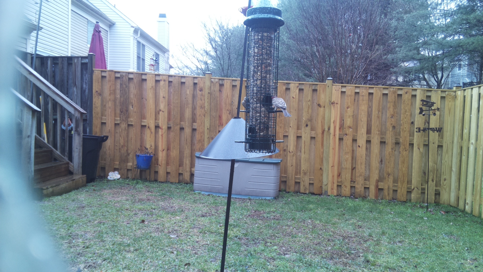 Rose Breasted Cockatoo