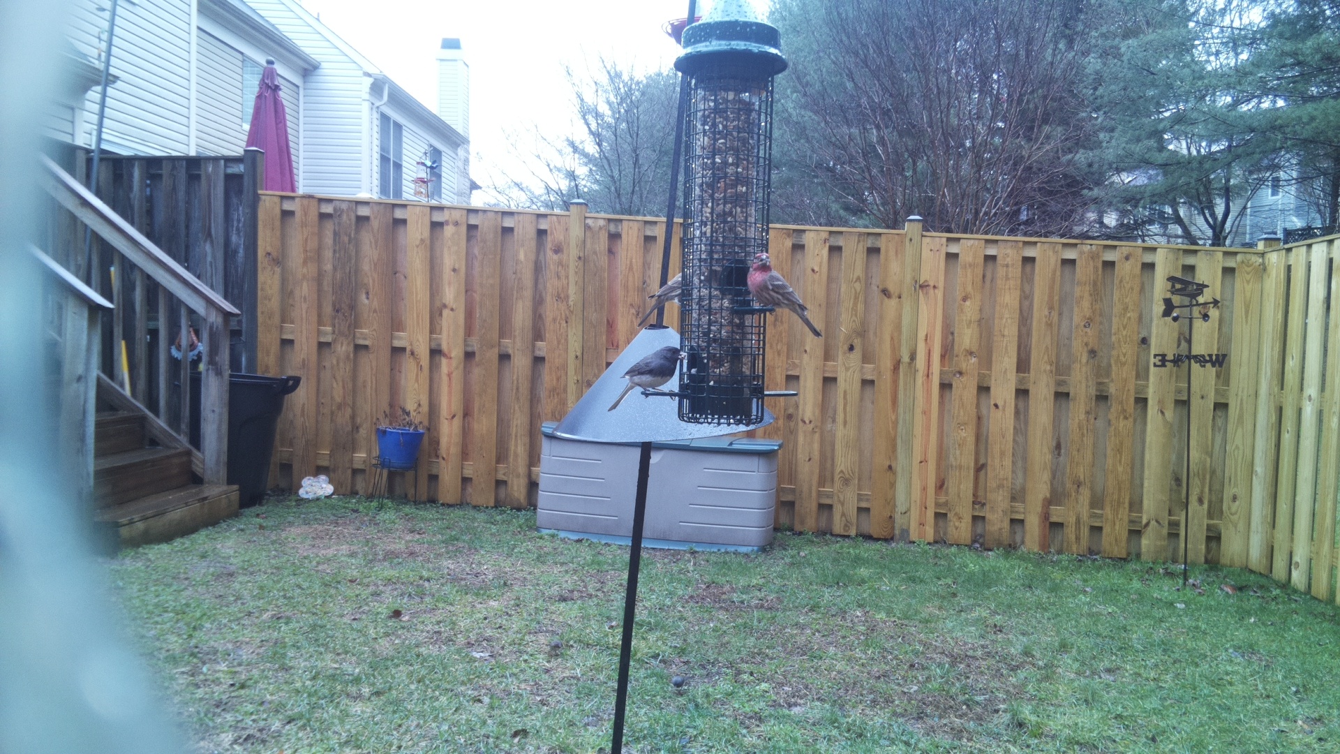 Rose Breasted Cockatoo