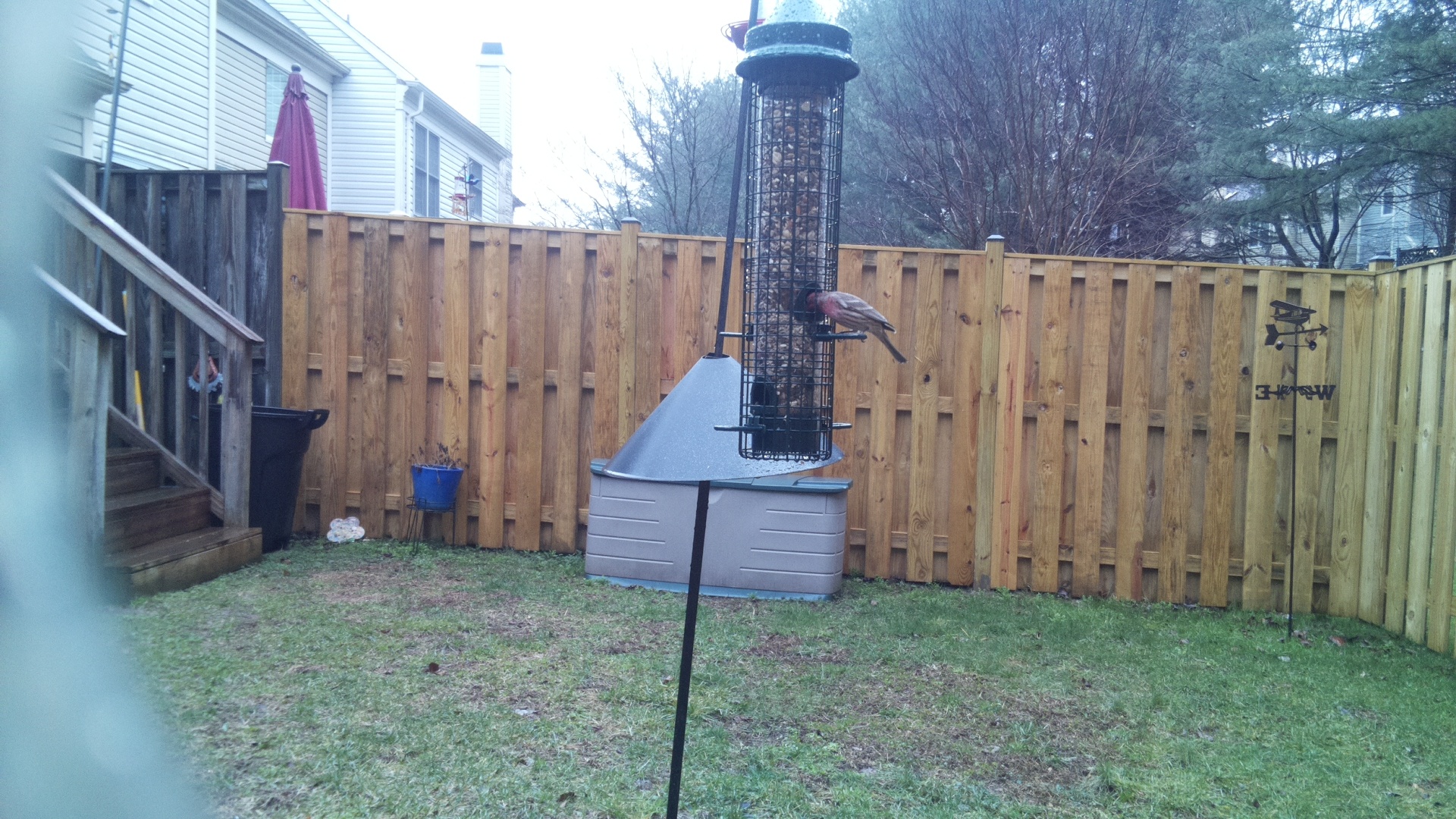Rose Breasted Cockatoo