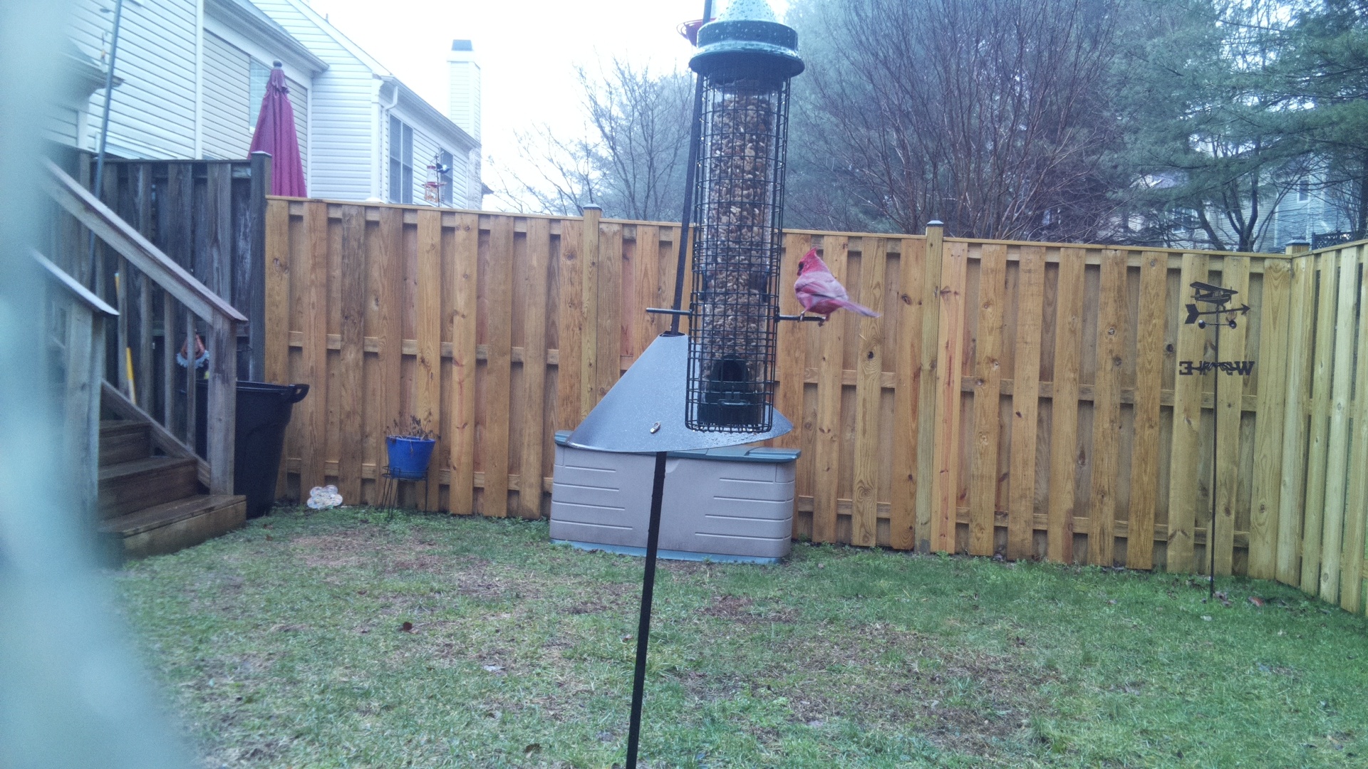 Rose Breasted Cockatoo