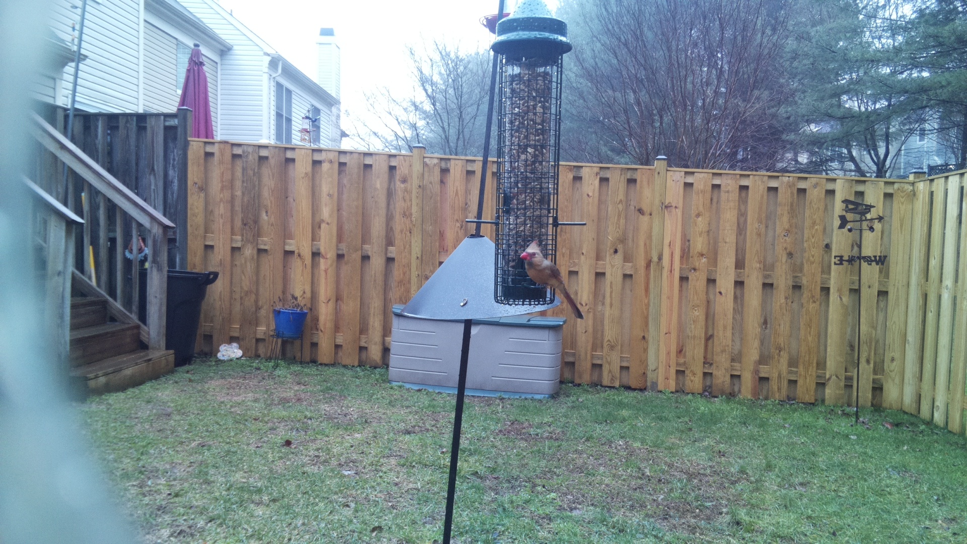 Rose Breasted Cockatoo
