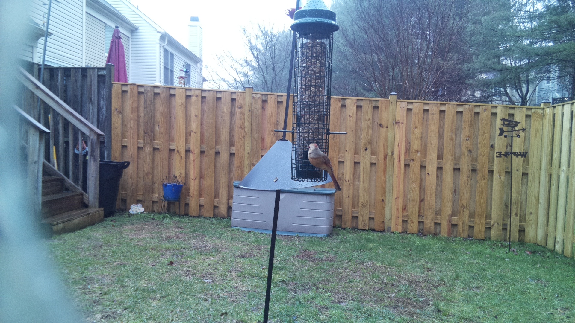 Rose Breasted Cockatoo