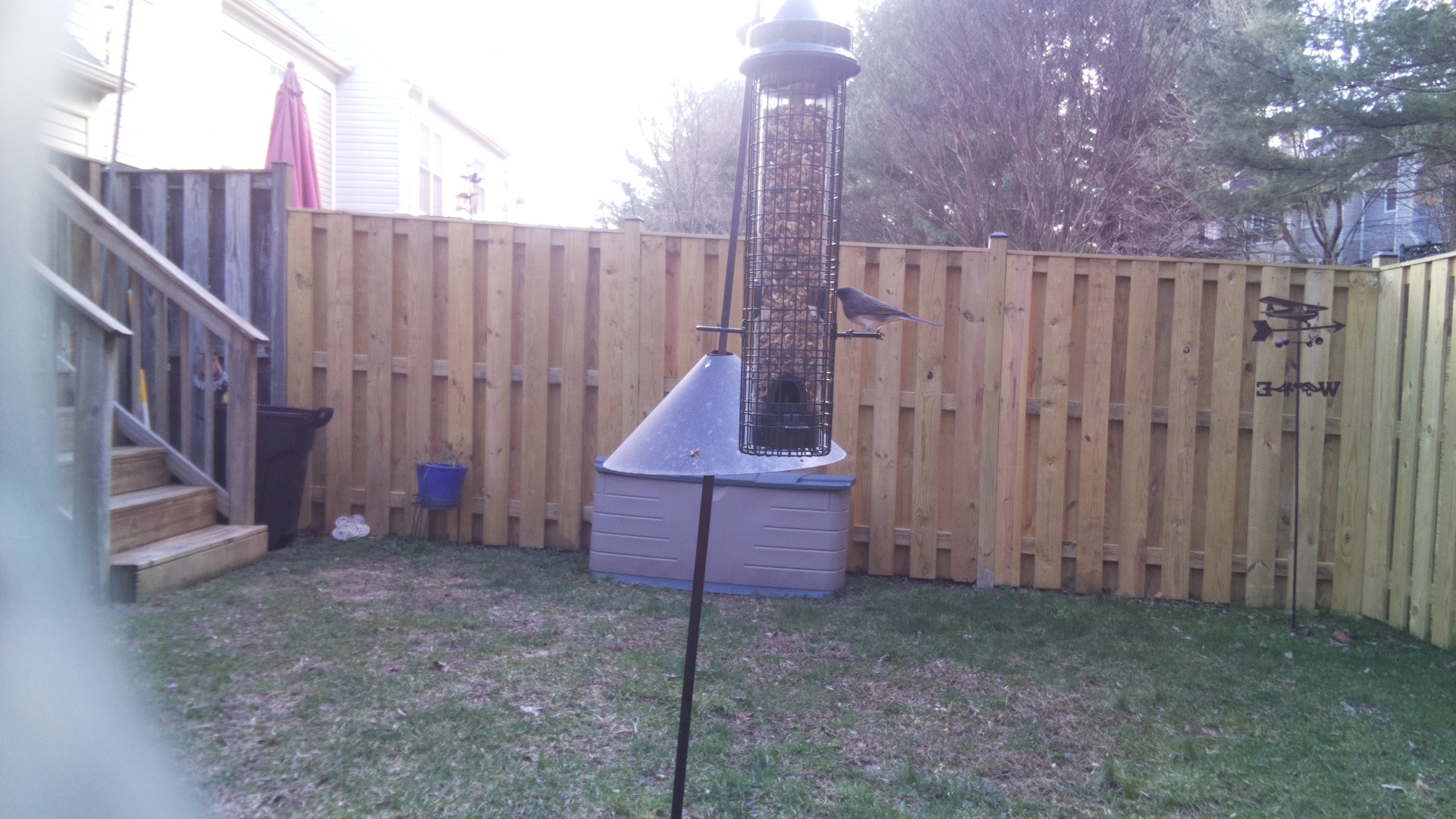 Blue Gray Gnatcatcher