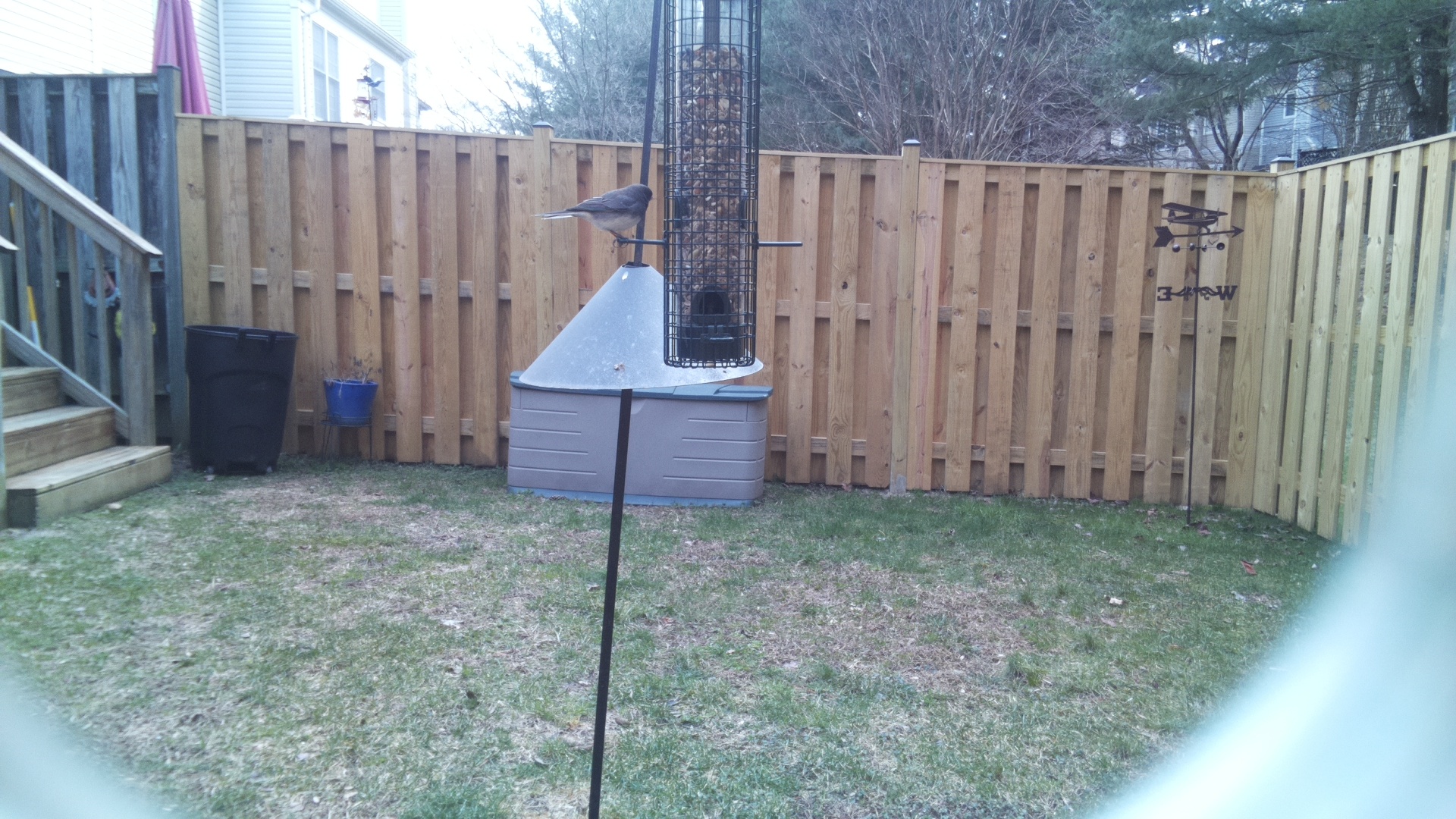 Blue Gray Gnatcatcher