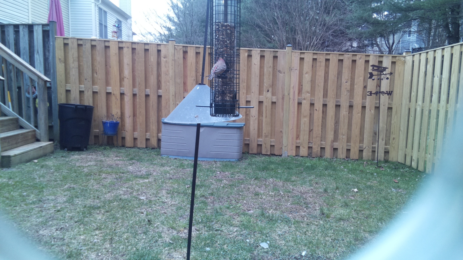 Rose Breasted Cockatoo