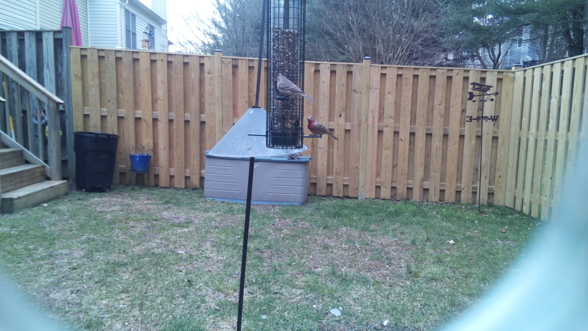 Rose Breasted Cockatoo