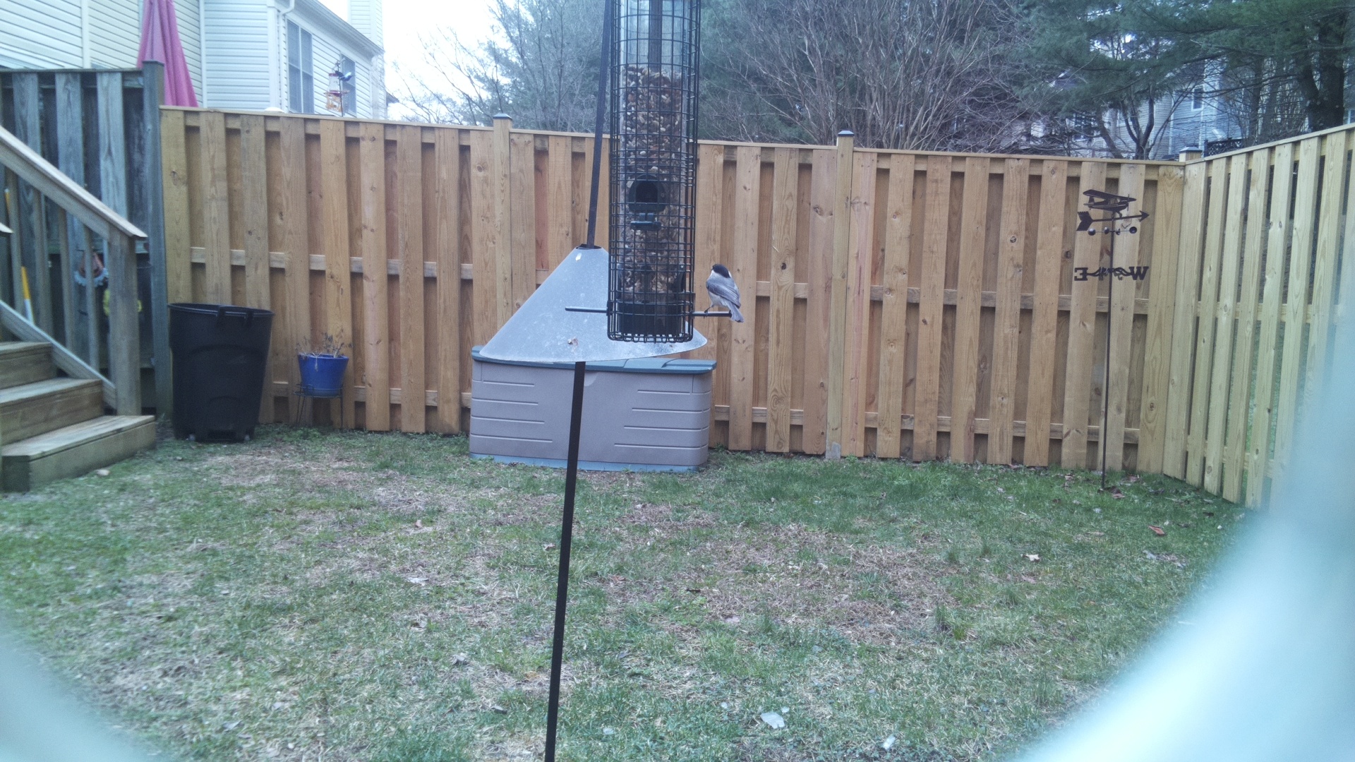 Black Breasted Puffbird