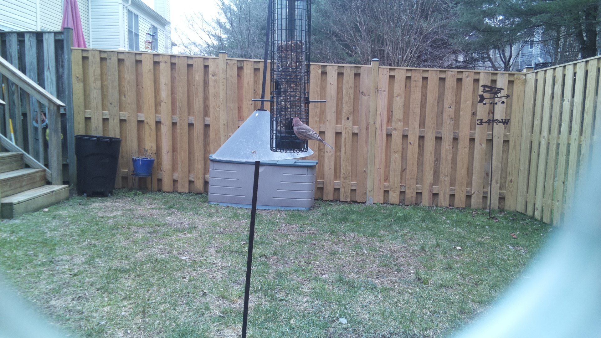 Rose Breasted Cockatoo