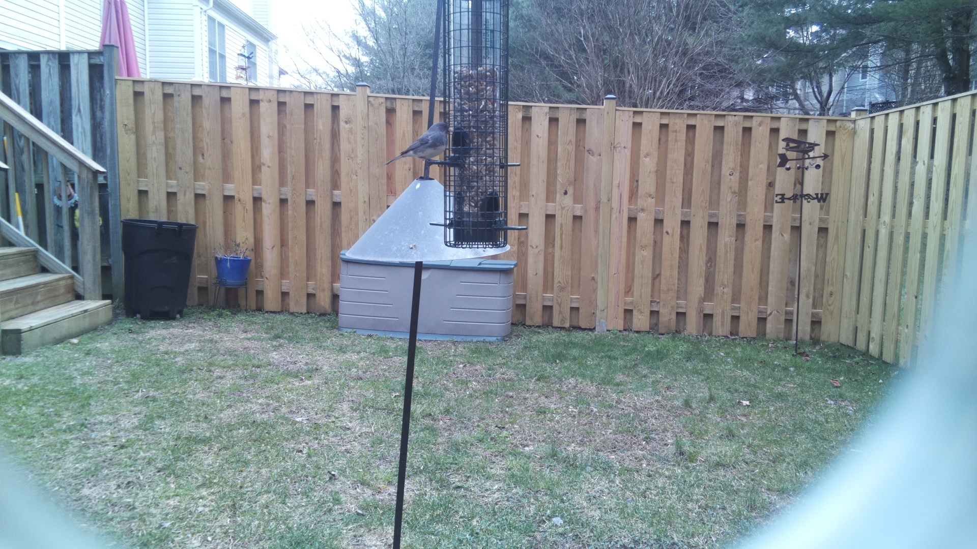 Blue Gray Gnatcatcher