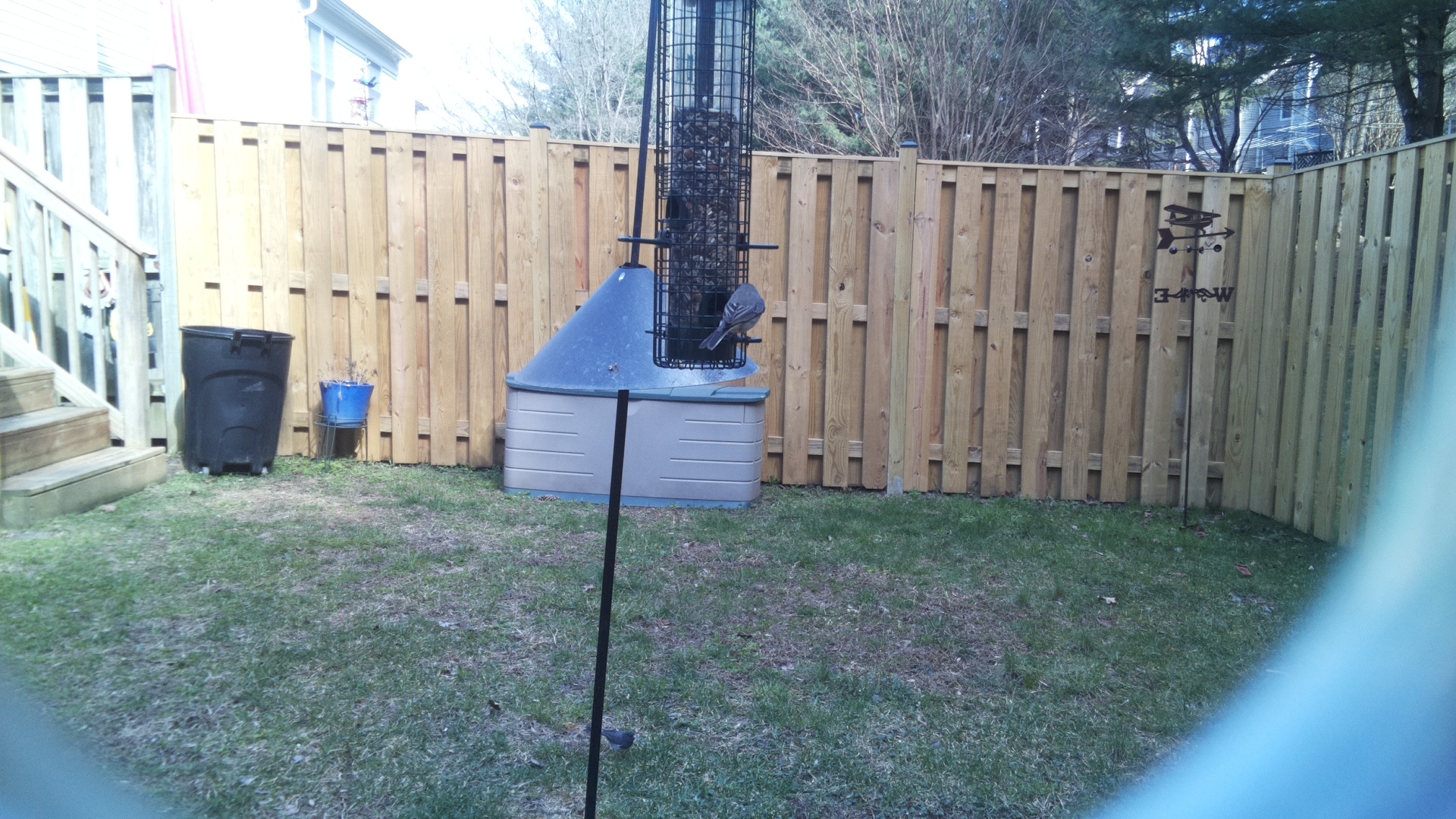 Blue Gray Gnatcatcher