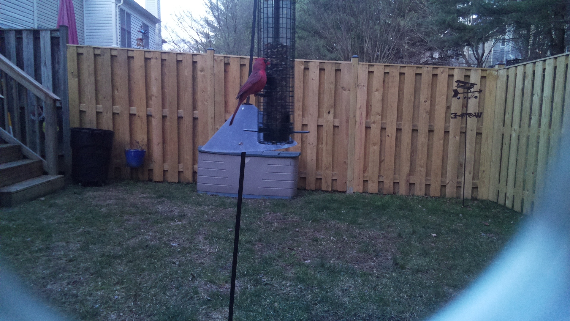 Rose Breasted Cockatoo