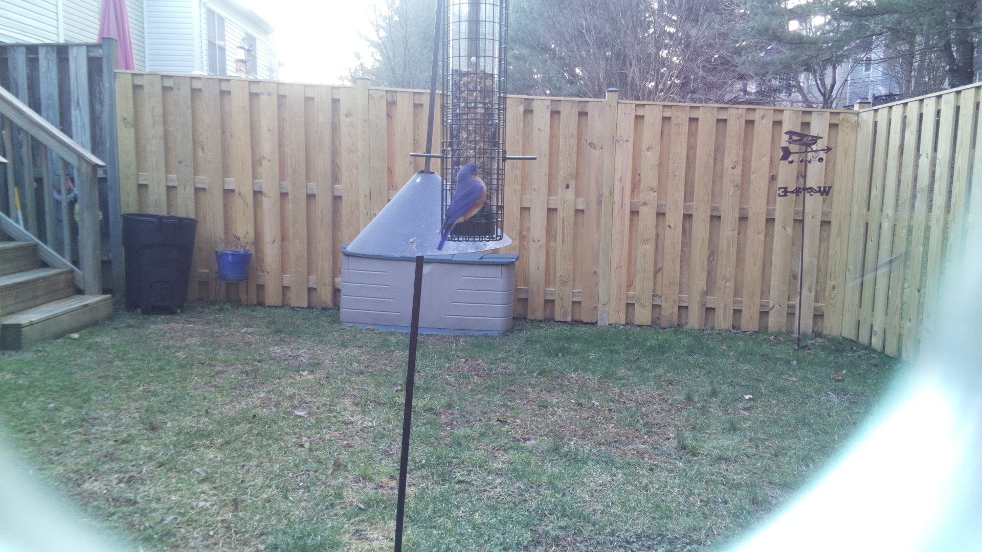Eastern Bluebird