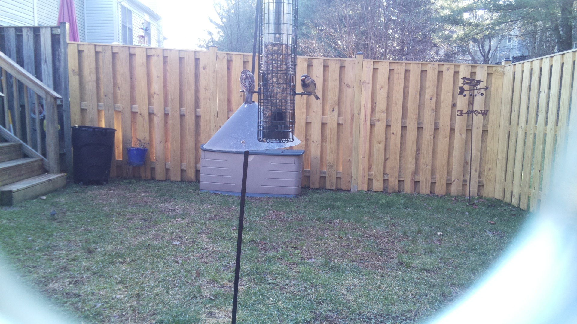 Black Breasted Puffbird