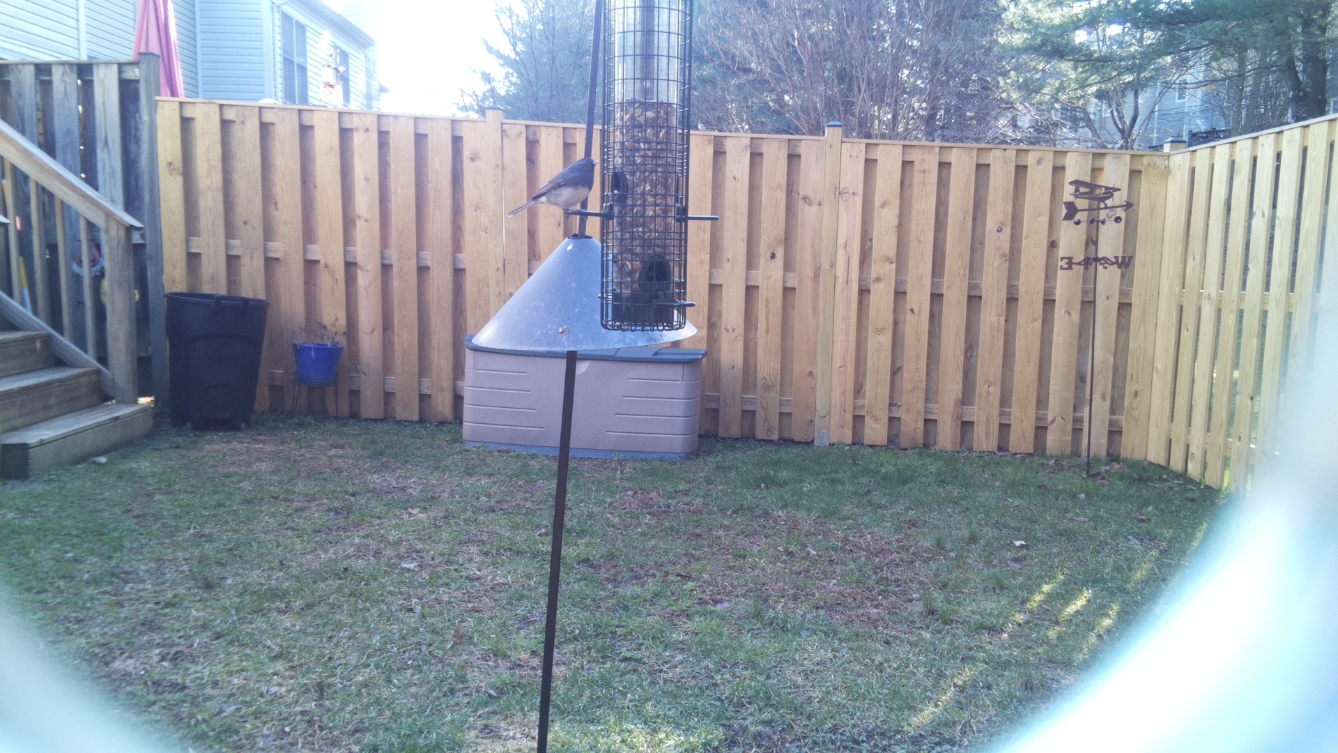 Blue Gray Gnatcatcher