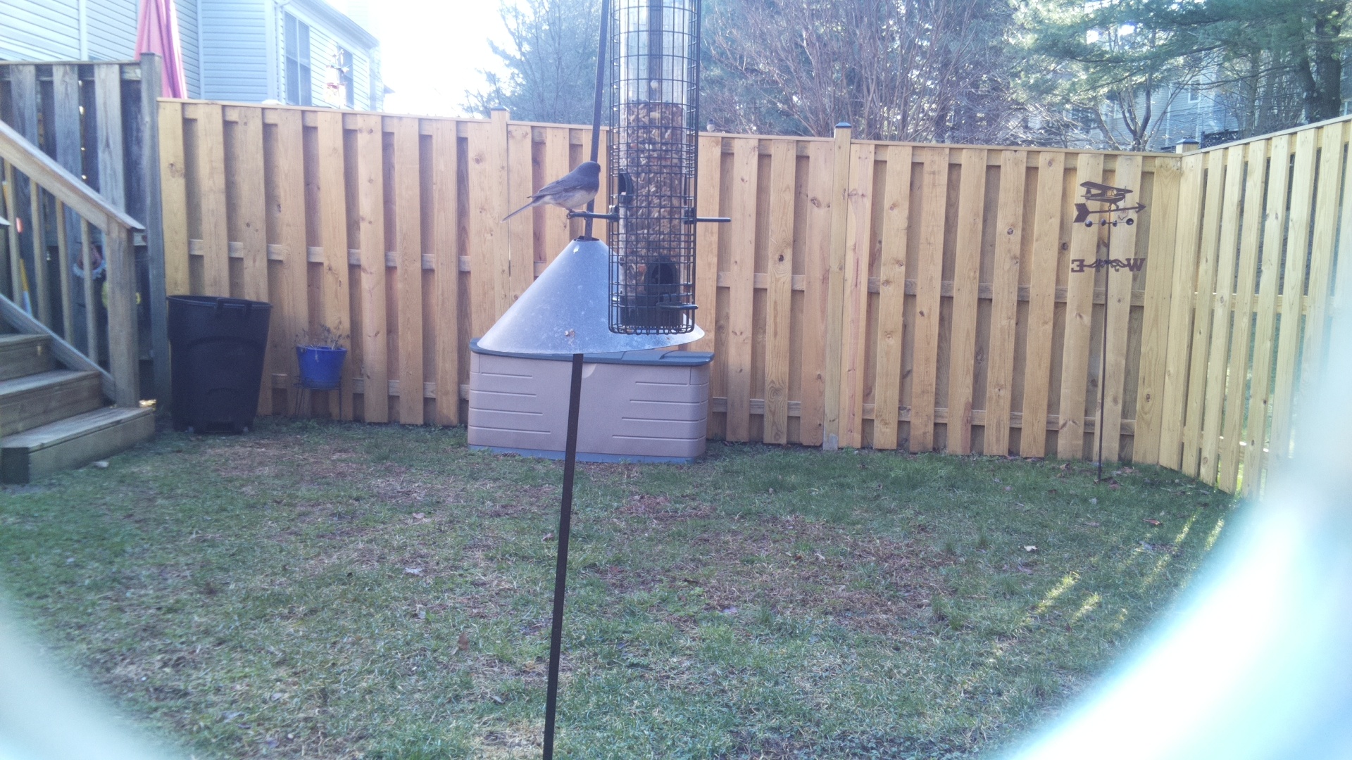 Blue Gray Gnatcatcher