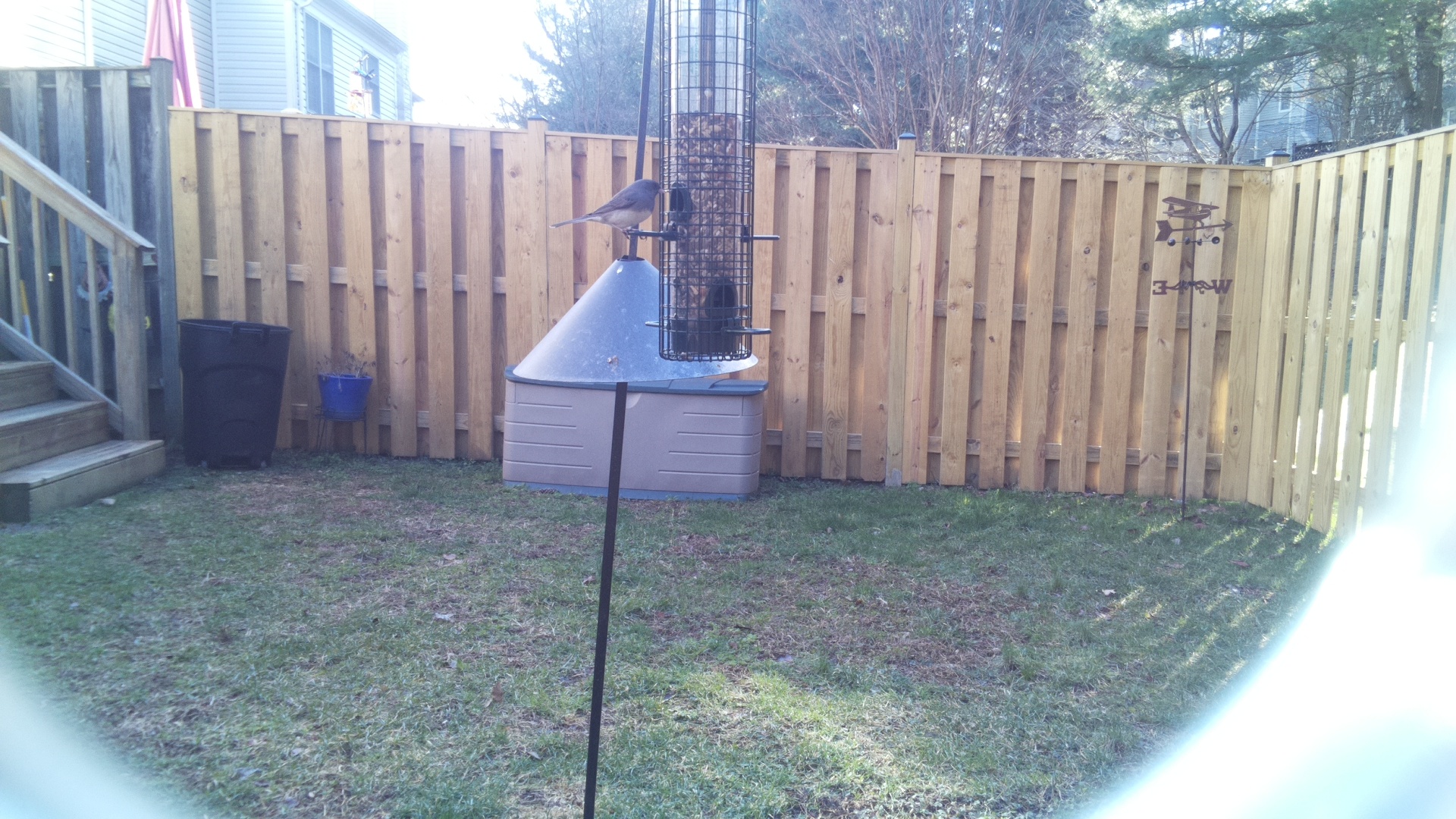 Blue Gray Gnatcatcher