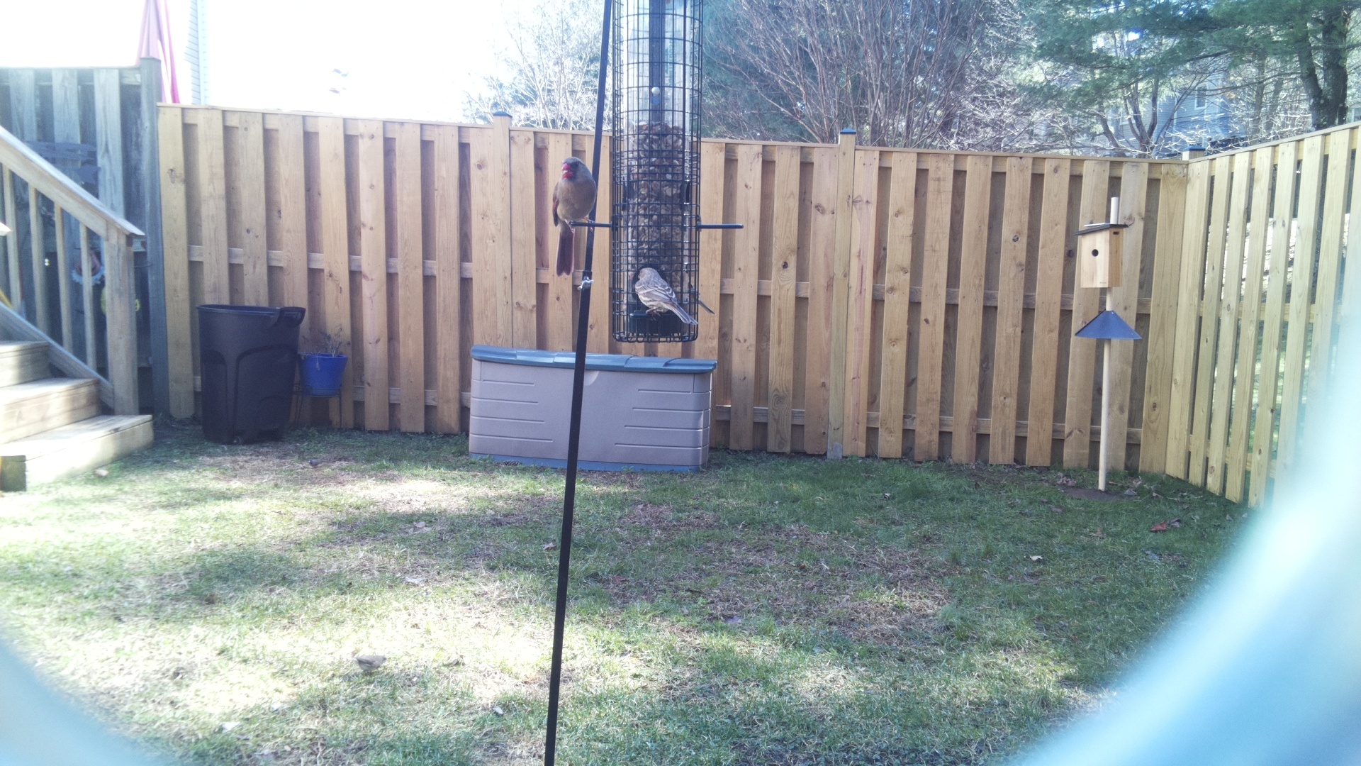 Rose Breasted Cockatoo