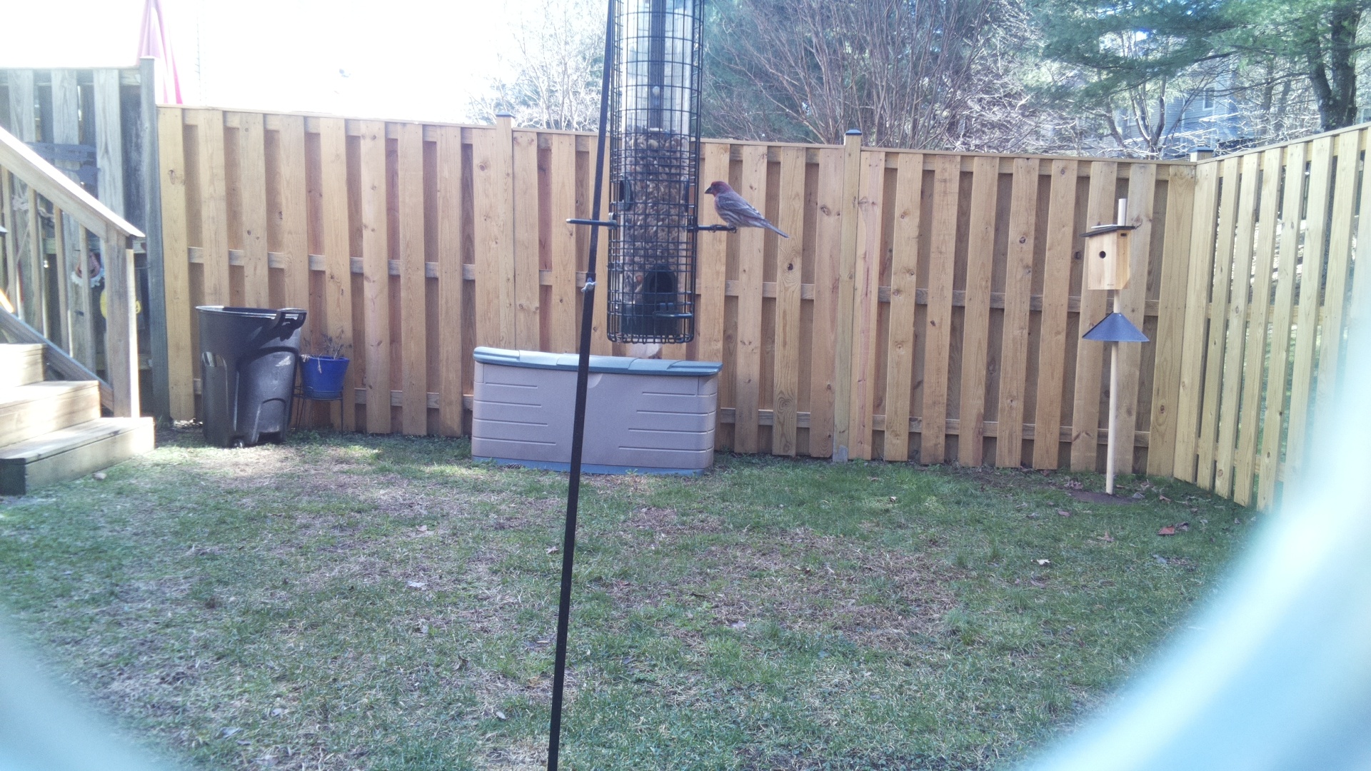 Brown Headed Cowbird