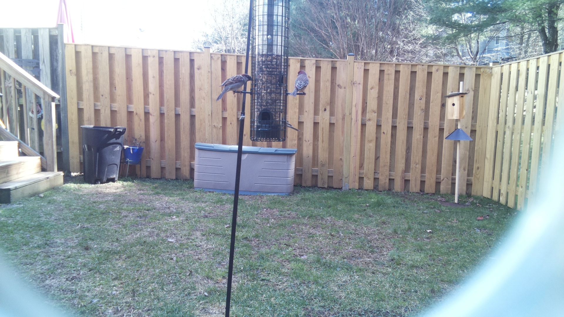 European Turtle Dove