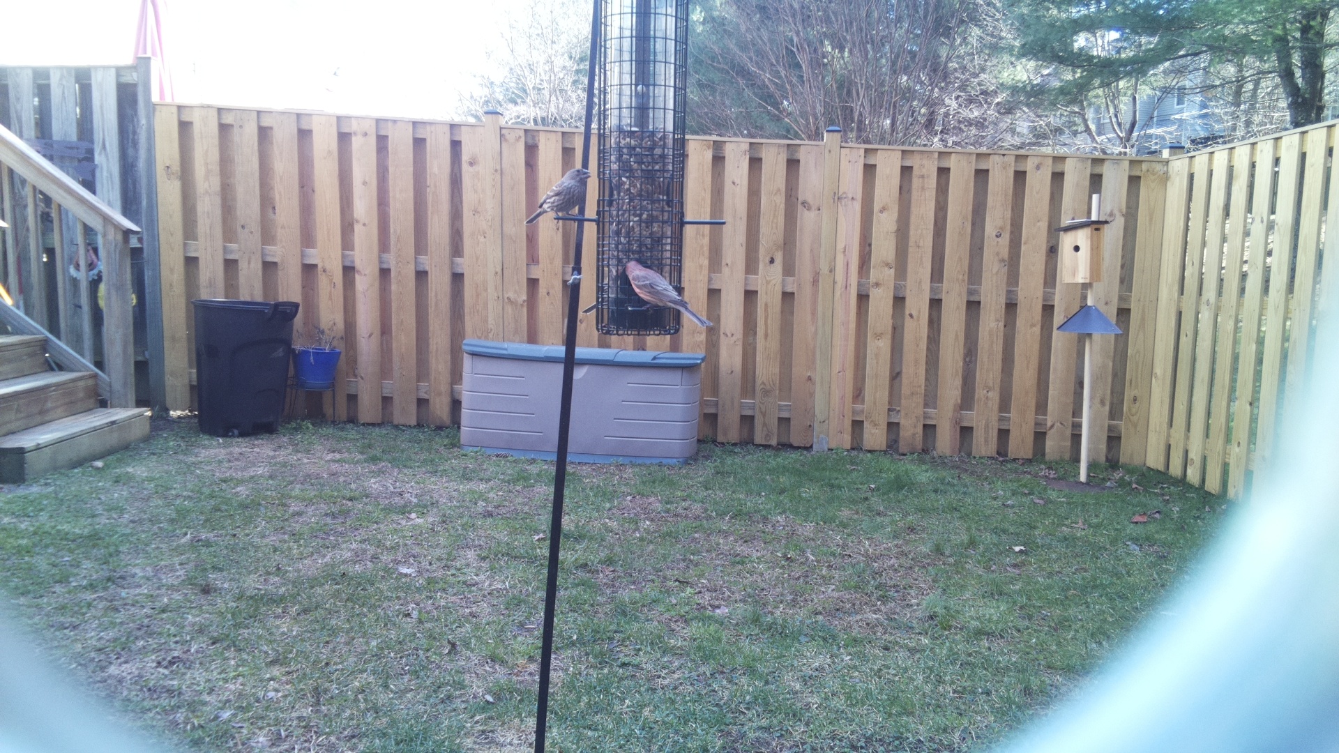 Rose Breasted Cockatoo