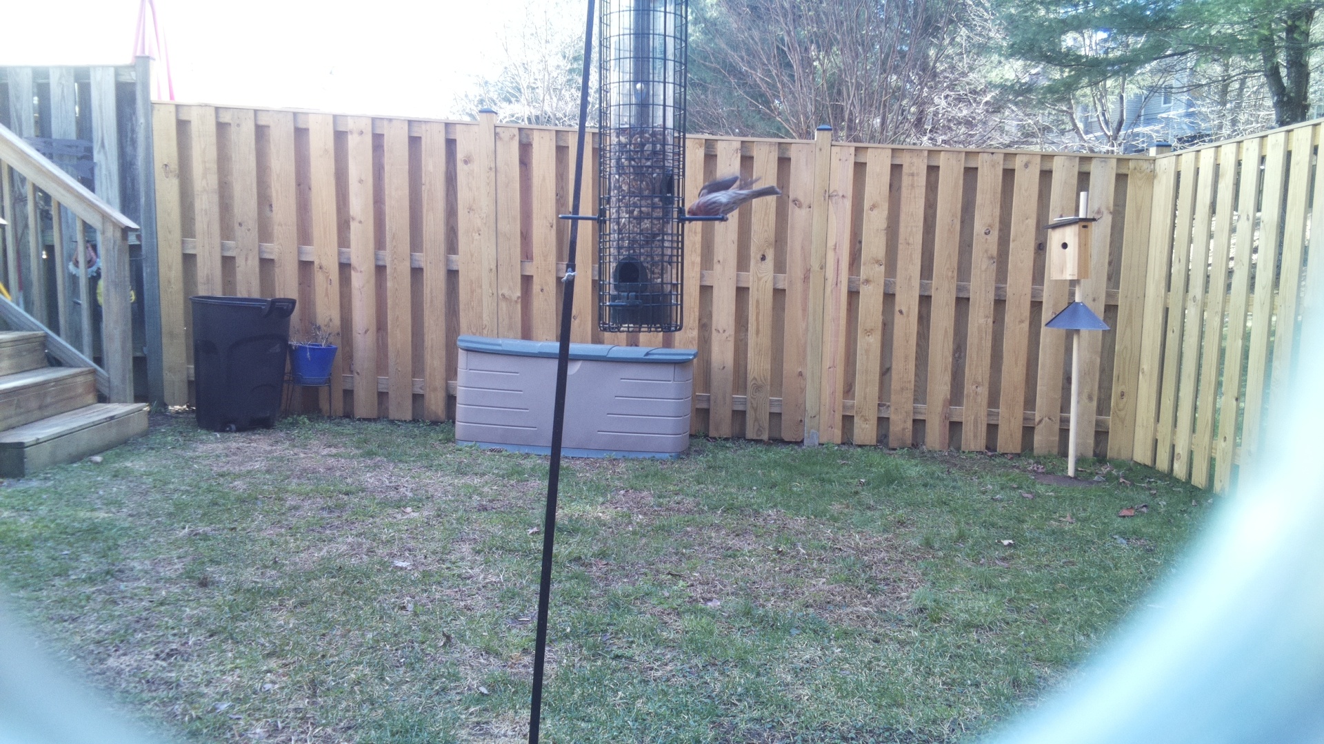 Rose Breasted Cockatoo