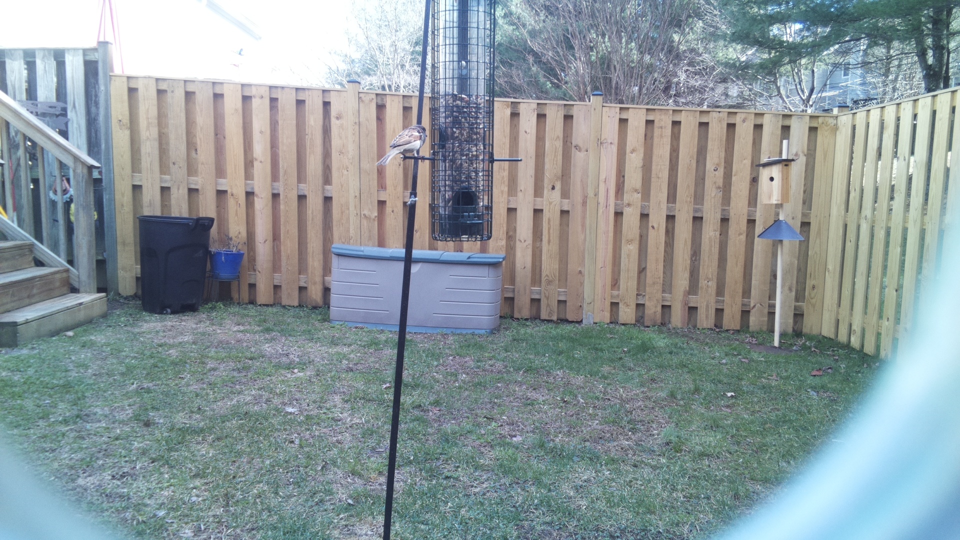 Rose Breasted Grosbeak