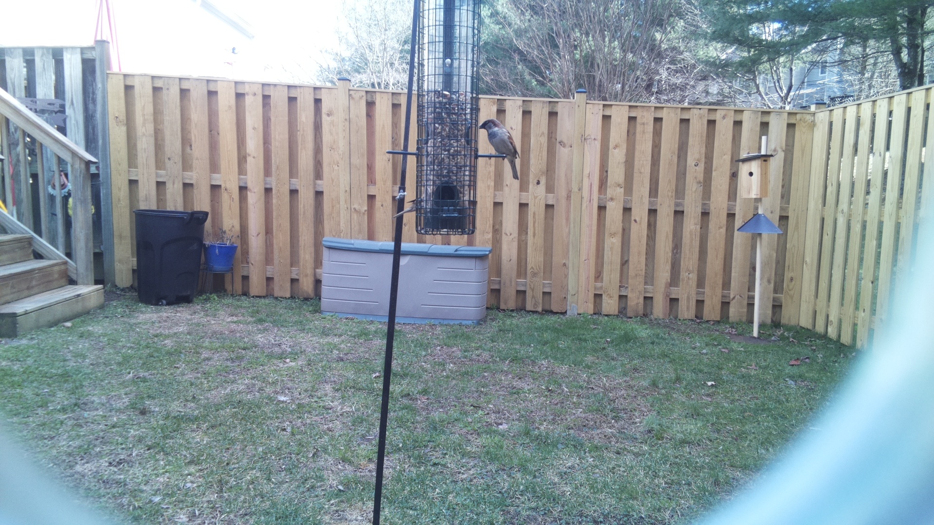 Black Breasted Puffbird