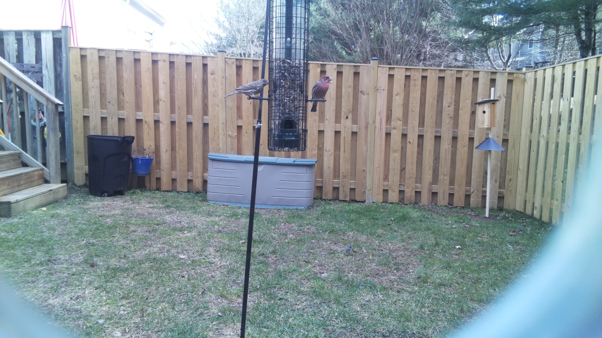 Rose Breasted Cockatoo