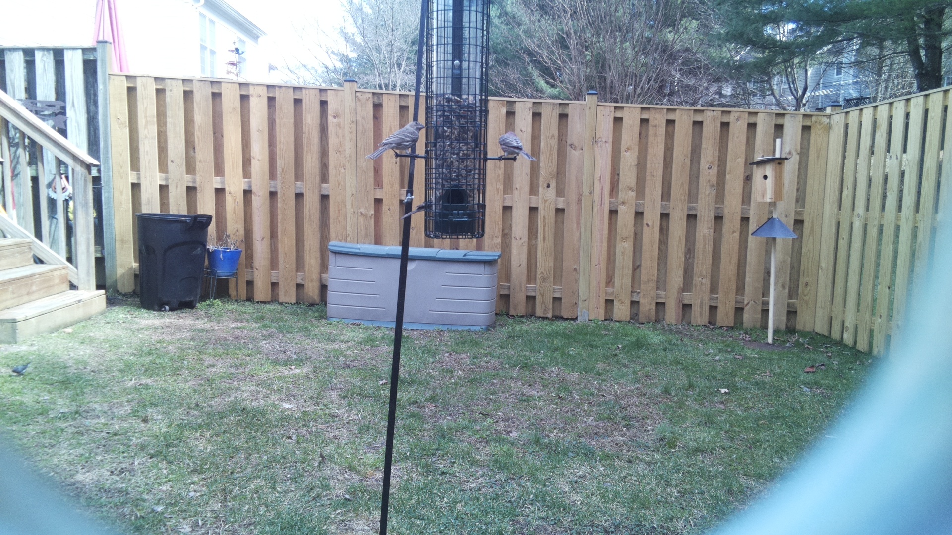 Victoria Crowned Pigeon