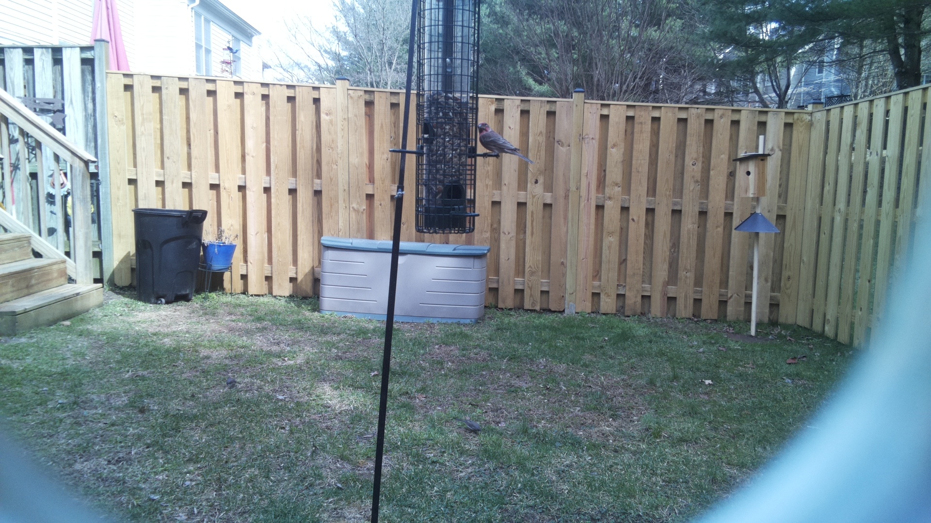 Brown Headed Cowbird