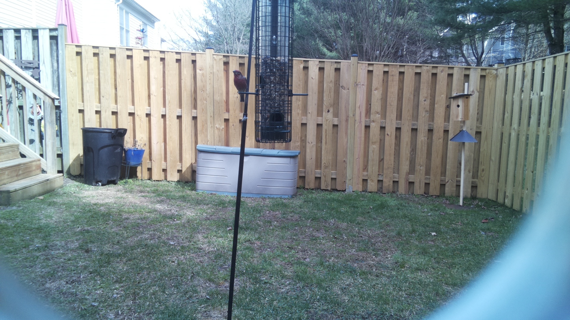 Grey Headed Chachalaca