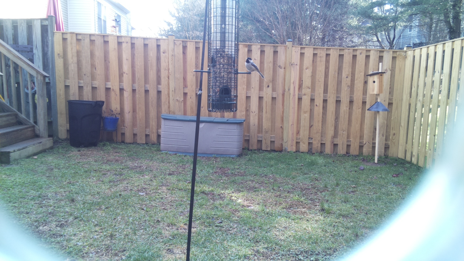 Black Breasted Puffbird