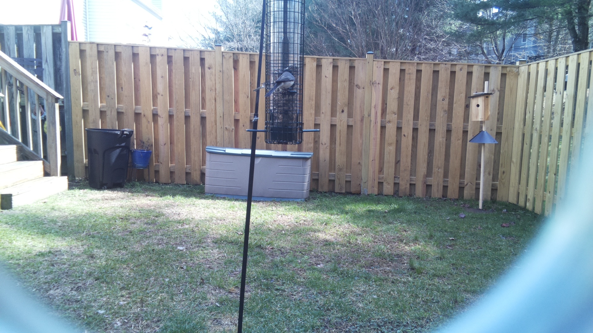 Blue Gray Gnatcatcher