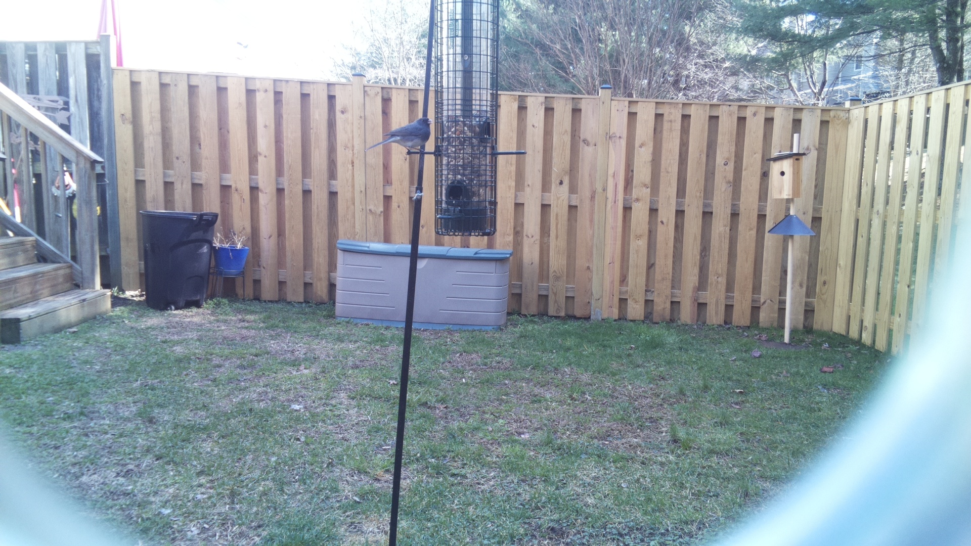 Grey Headed Chachalaca