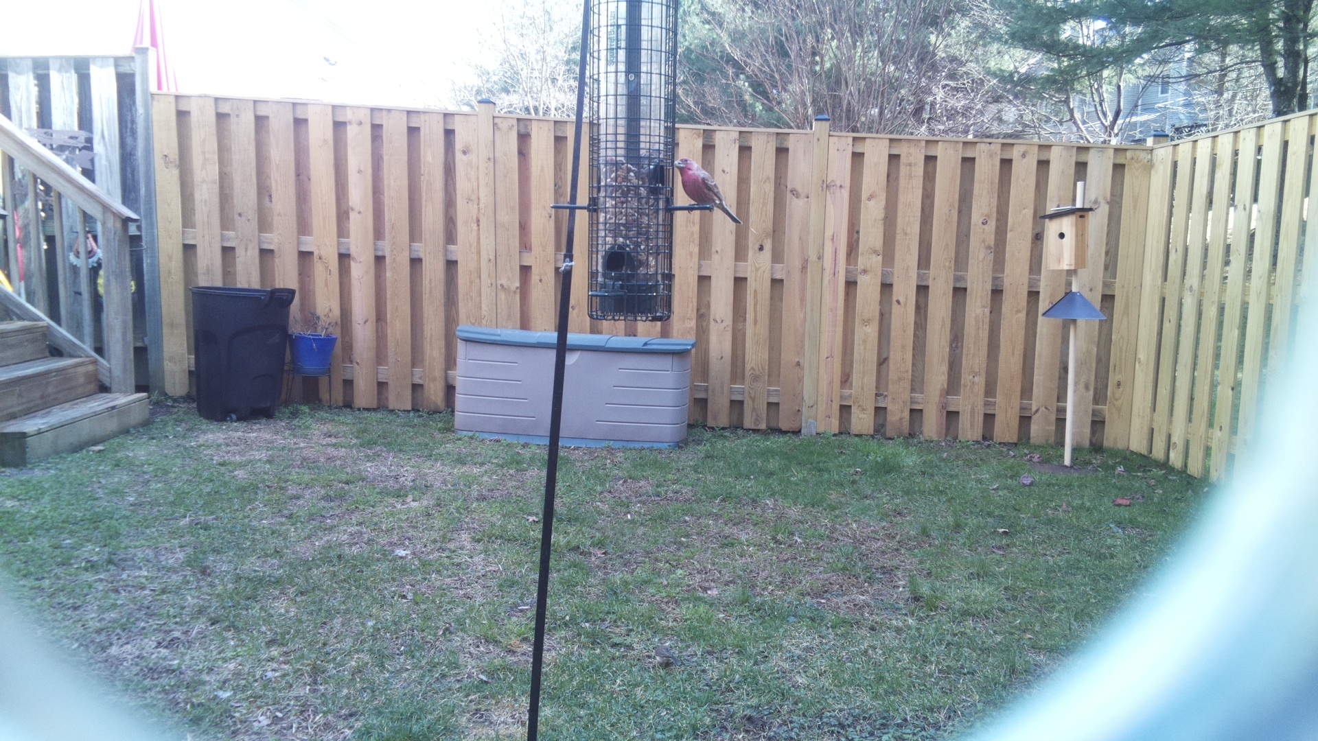 Rose Breasted Cockatoo