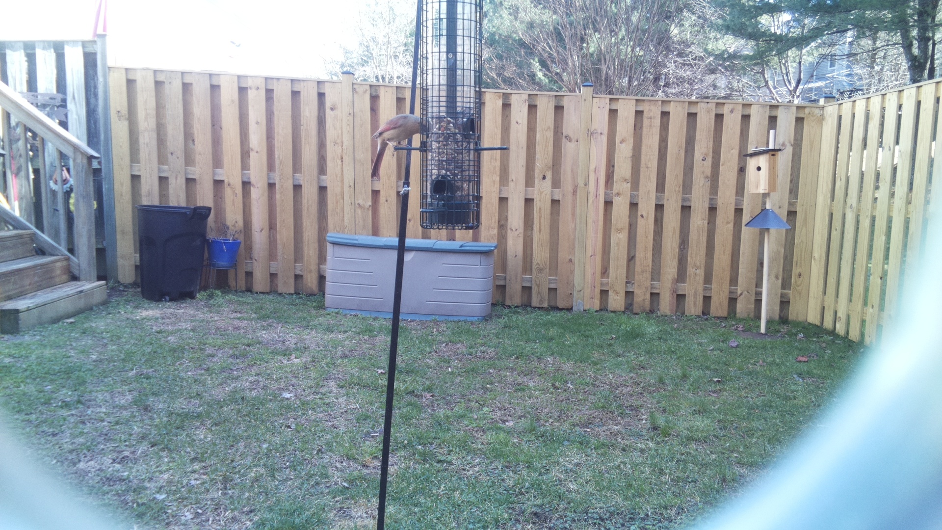 Grey Headed Chachalaca