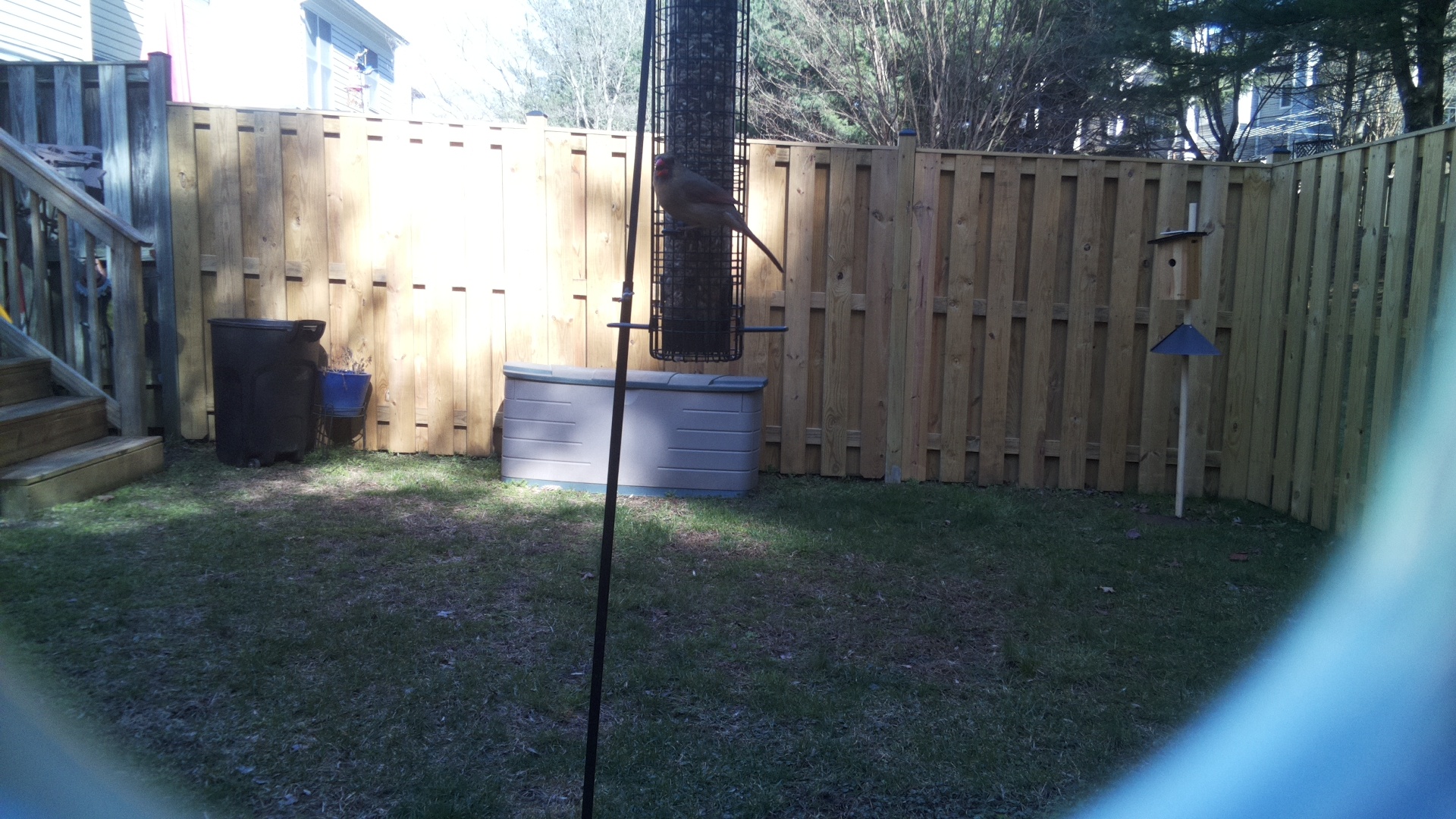 Australasian Figbird