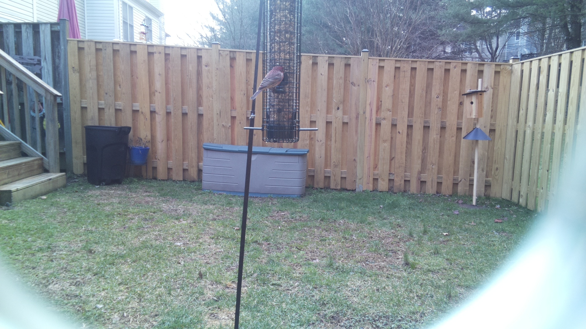 Rose Breasted Cockatoo